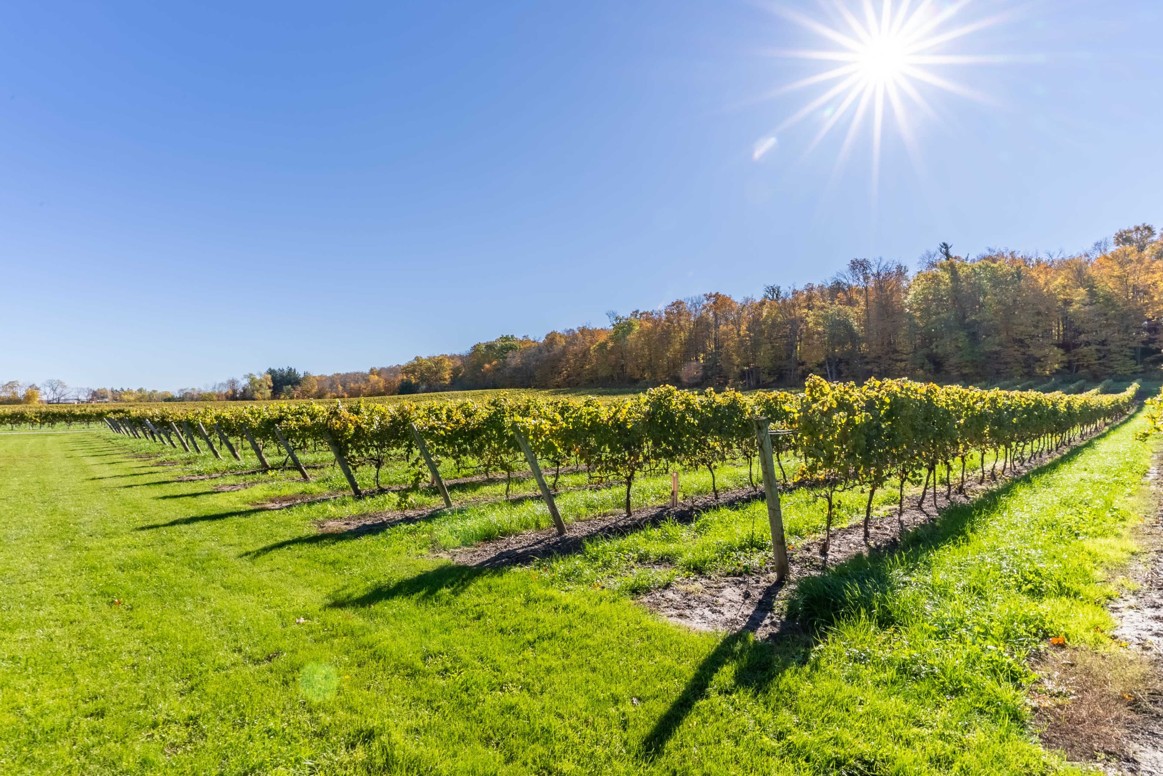 A vineyard with neatly planted grapevines stretches across a green field under a clear blue sky, illuminated by sunlight.