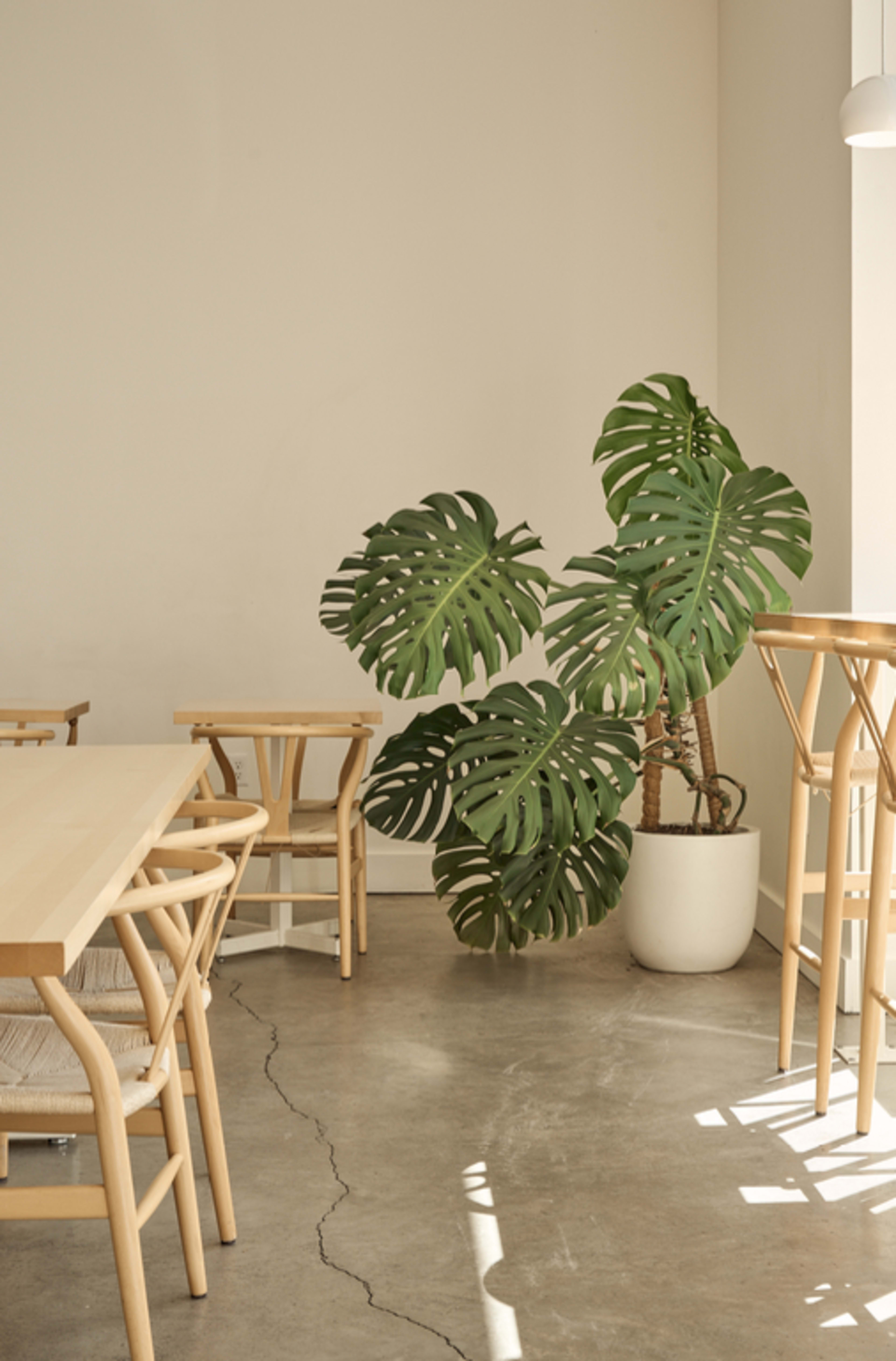 Modern Scandinavian Tea Bar Image in Northwest Portland, Portland, OR