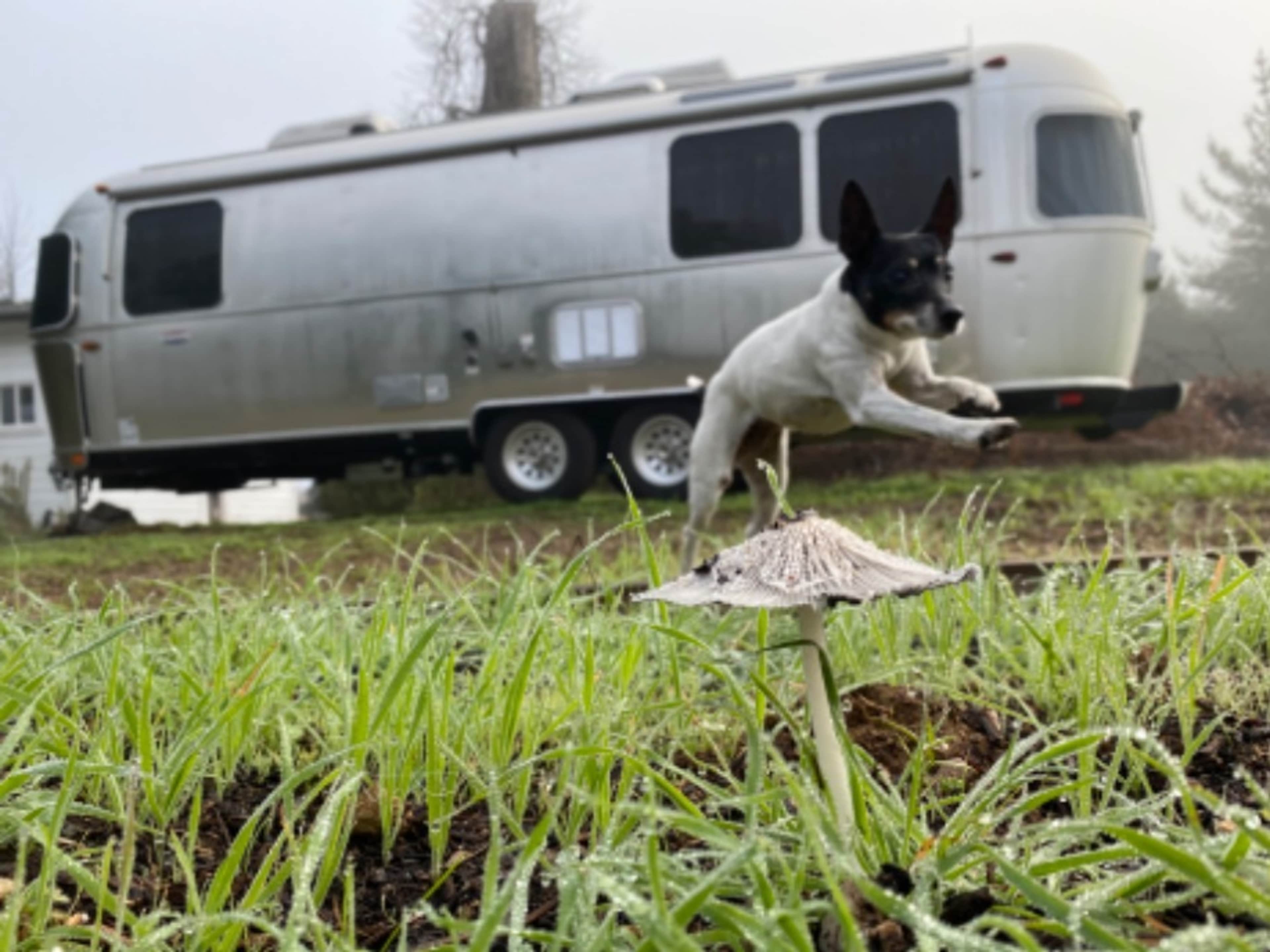 Airstream trailer