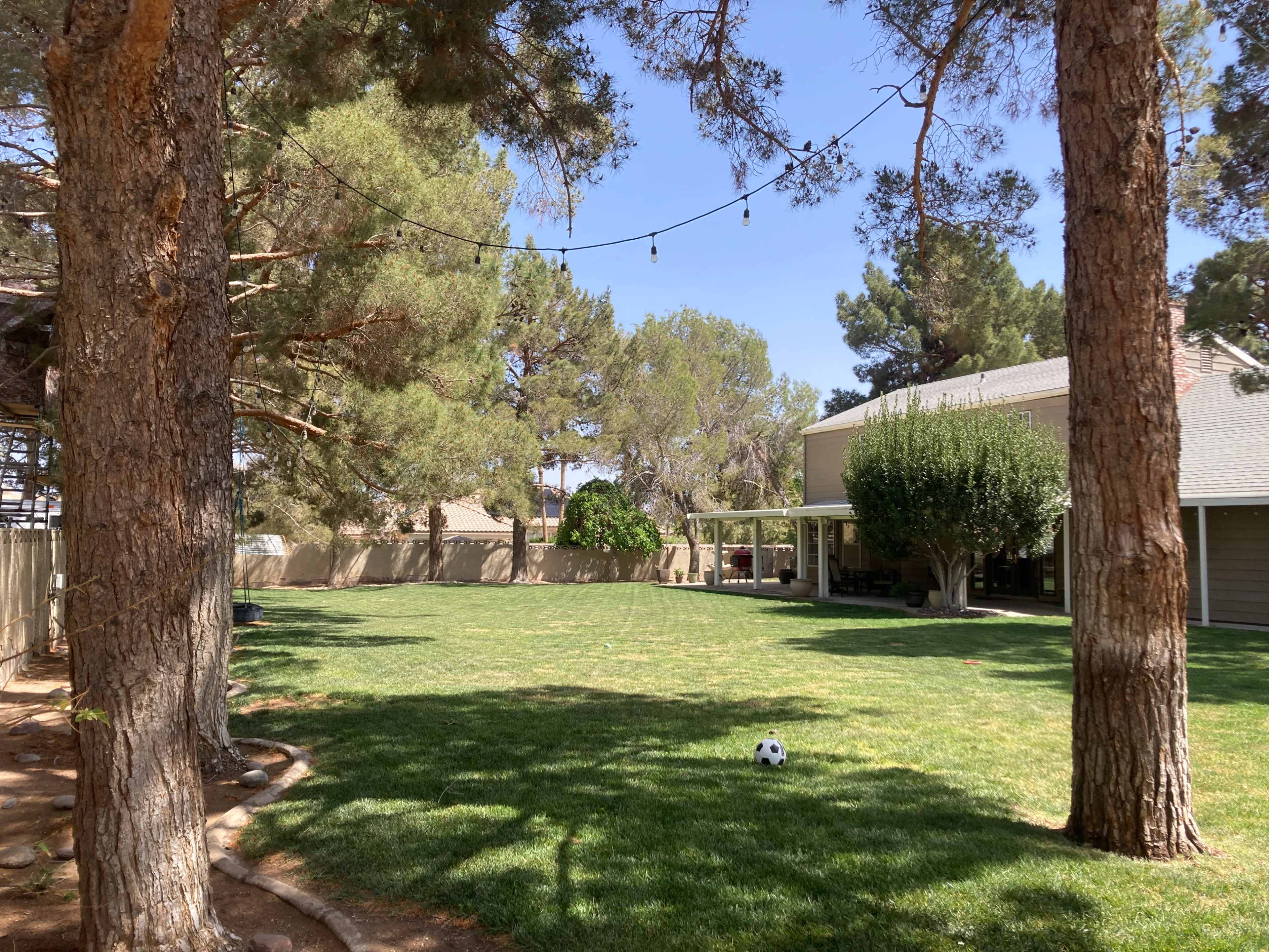 A spacious backyard features a well-maintained lawn with a soccer ball resting on it, surrounded by tall pine trees and a house in the background.