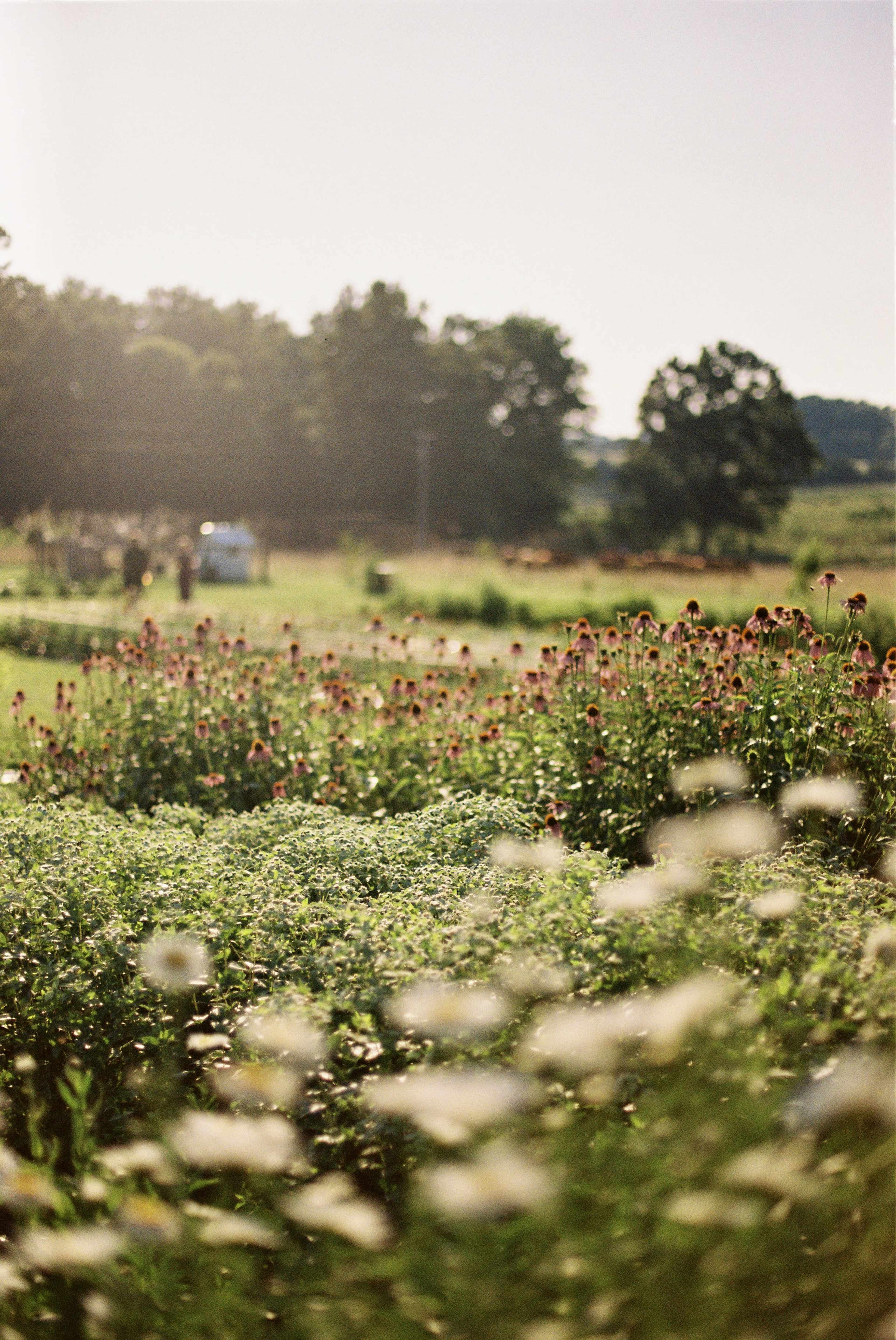 A field of wildflowers and greenery stretches into the distance, with people and trees visible in the background under a bright sky.