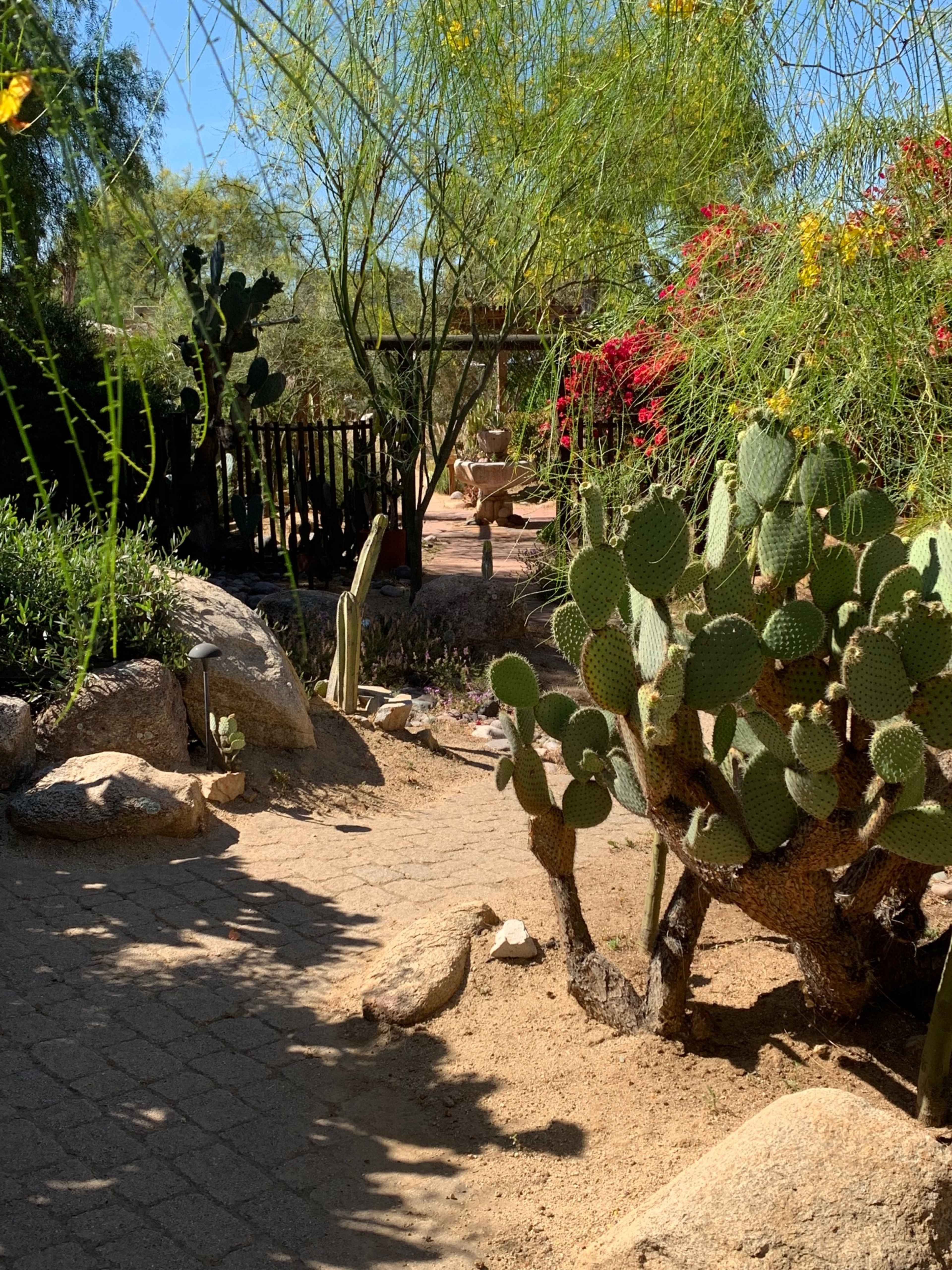 A desert garden features various cactus plants surrounded by rocks and shrubs.