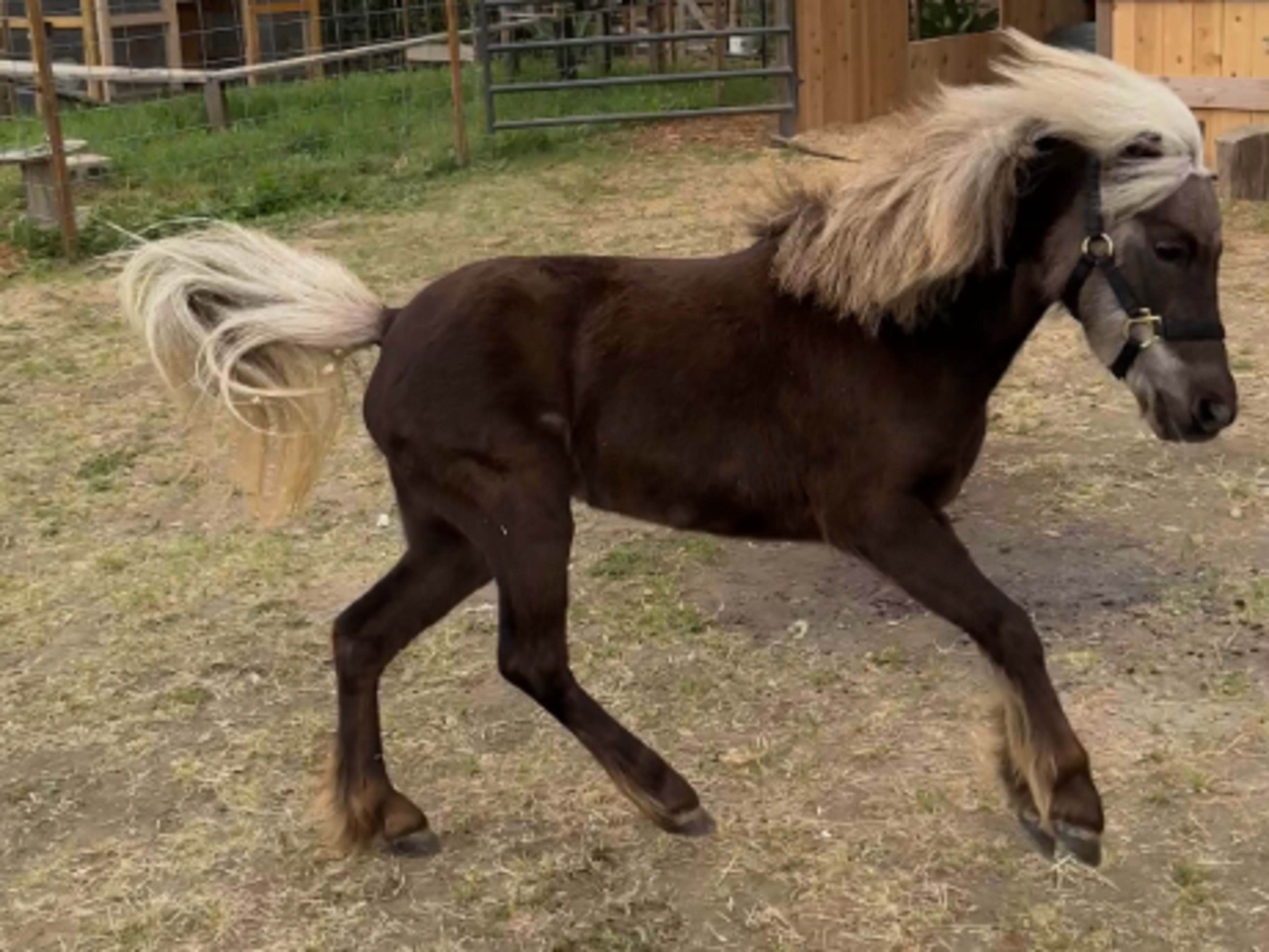 Mini Pony