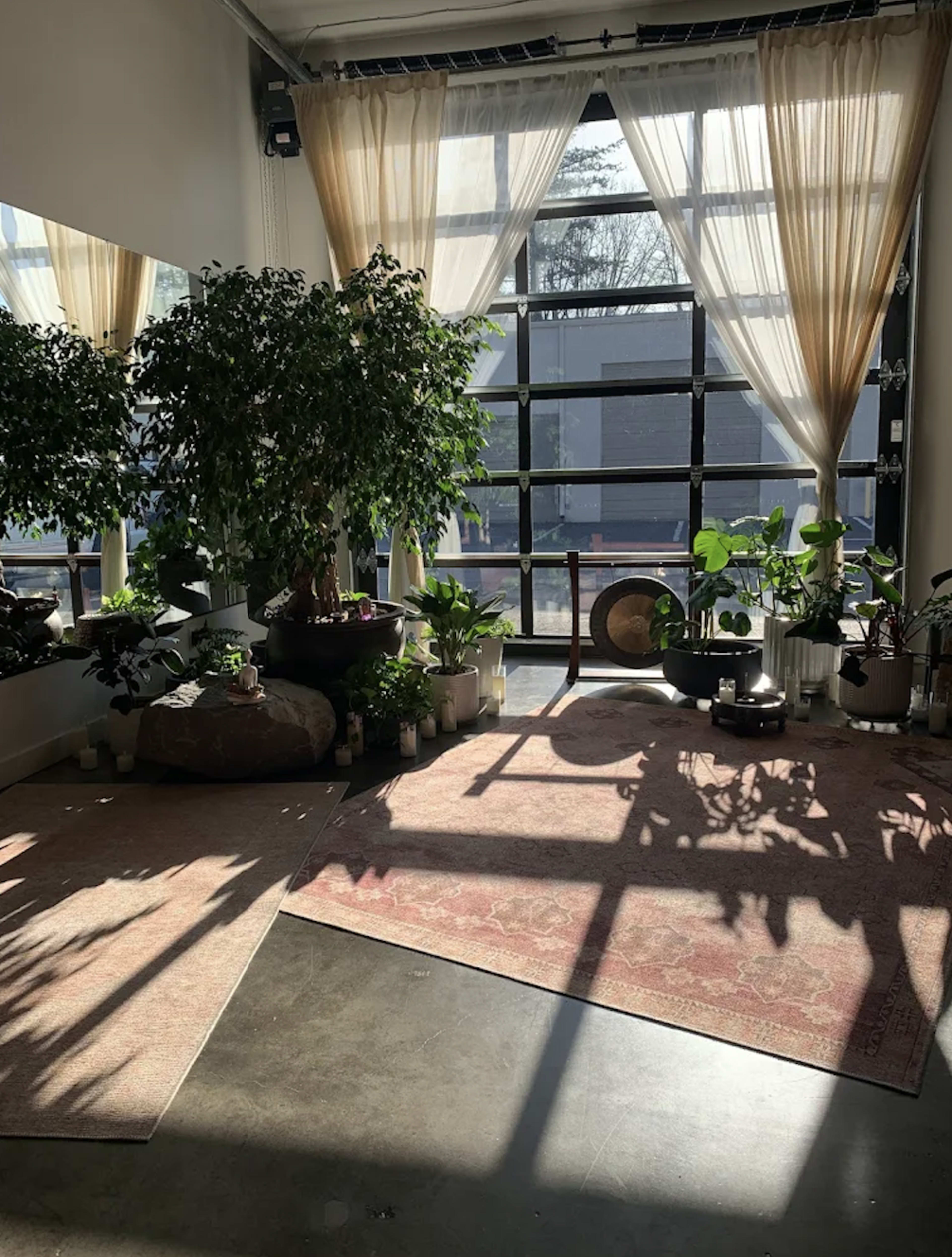 The image shows a sunlit interior space filled with various potted plants, large windows, and soft curtains, with two rugs on a polished concrete floor.