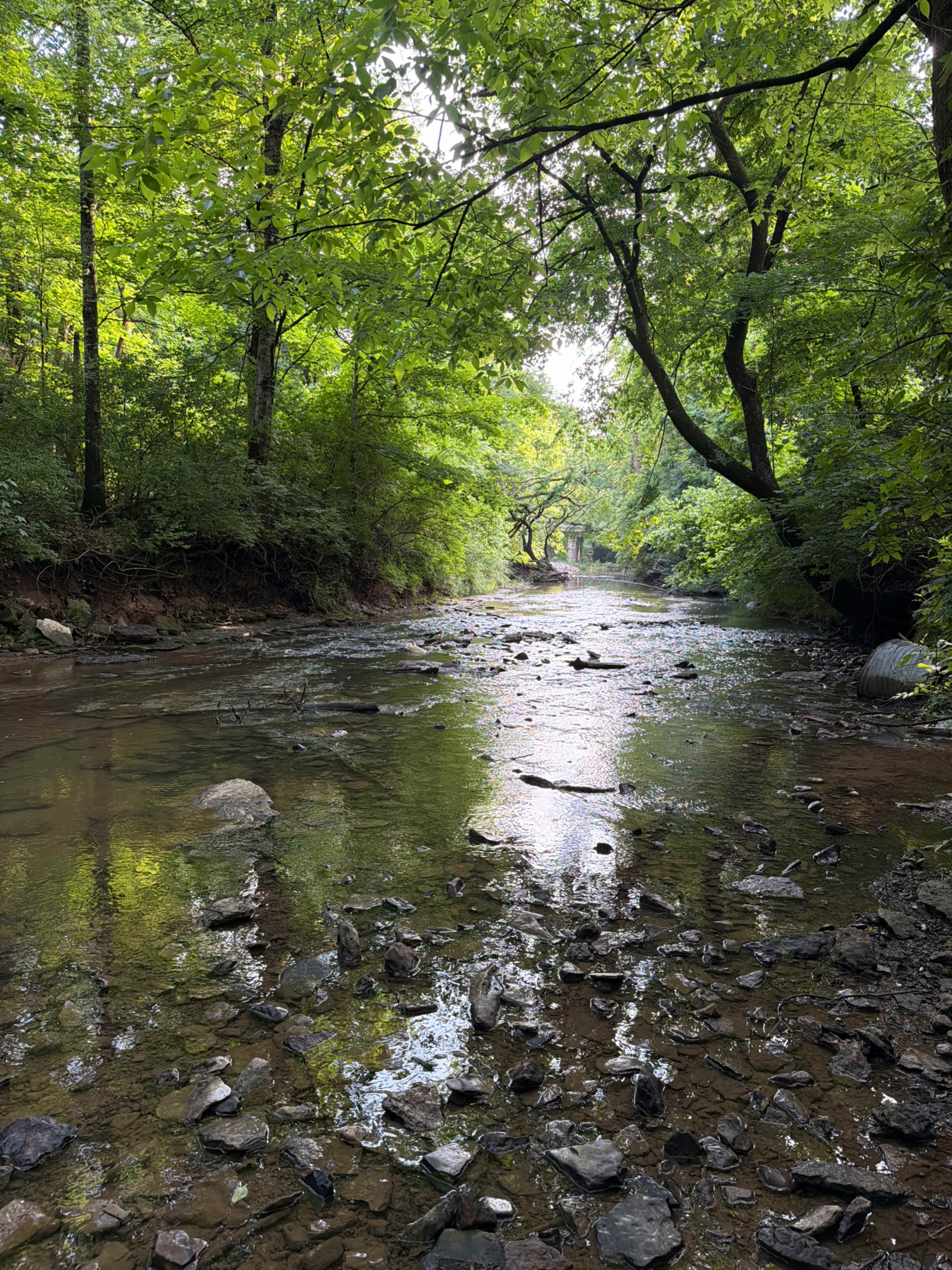 Creekside Animal Farm with Stunning Light Image in , Franklin, TN