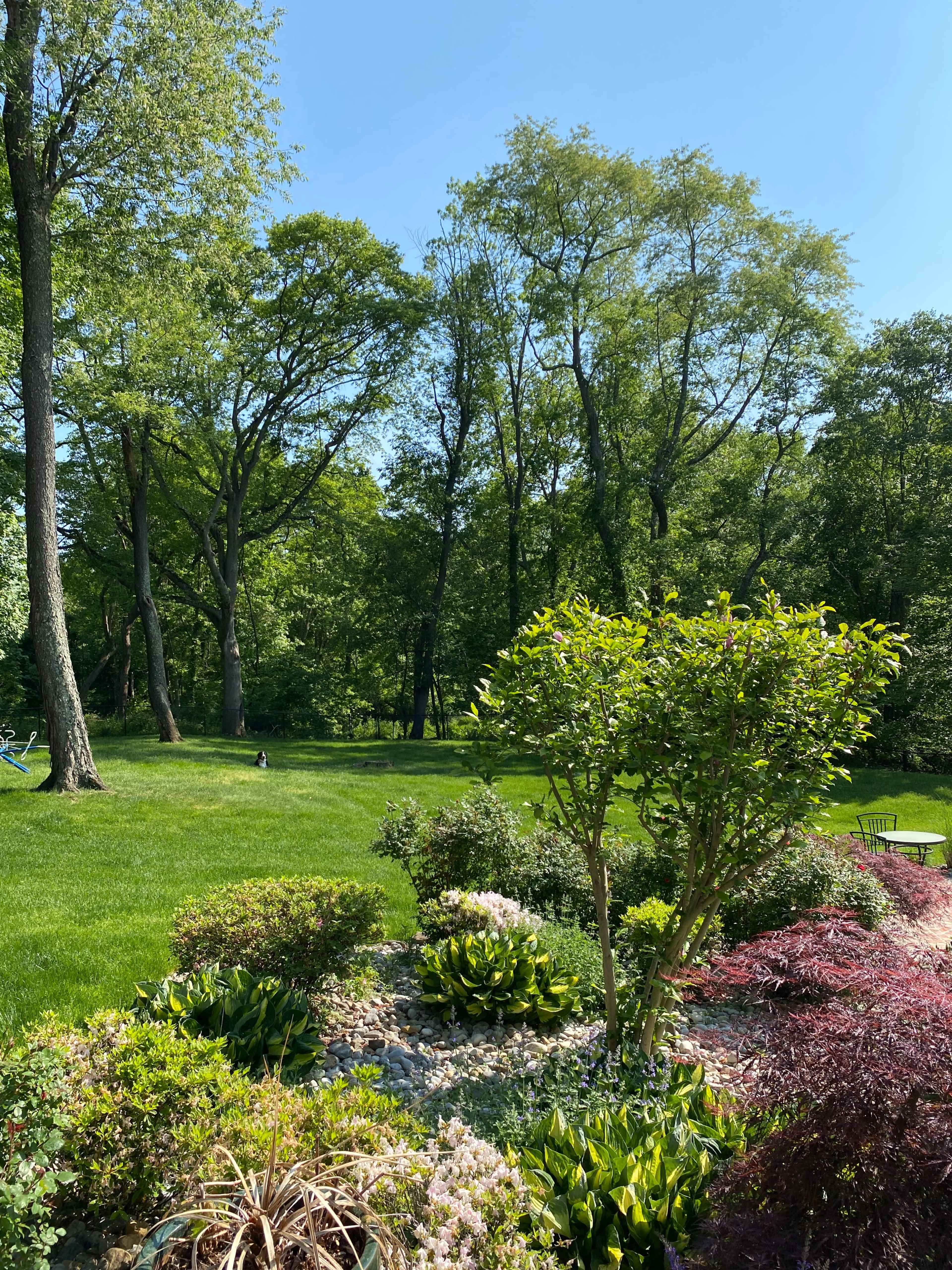 A landscaped yard featuring various shrubs and flowers with tall trees in the background under a clear blue sky.