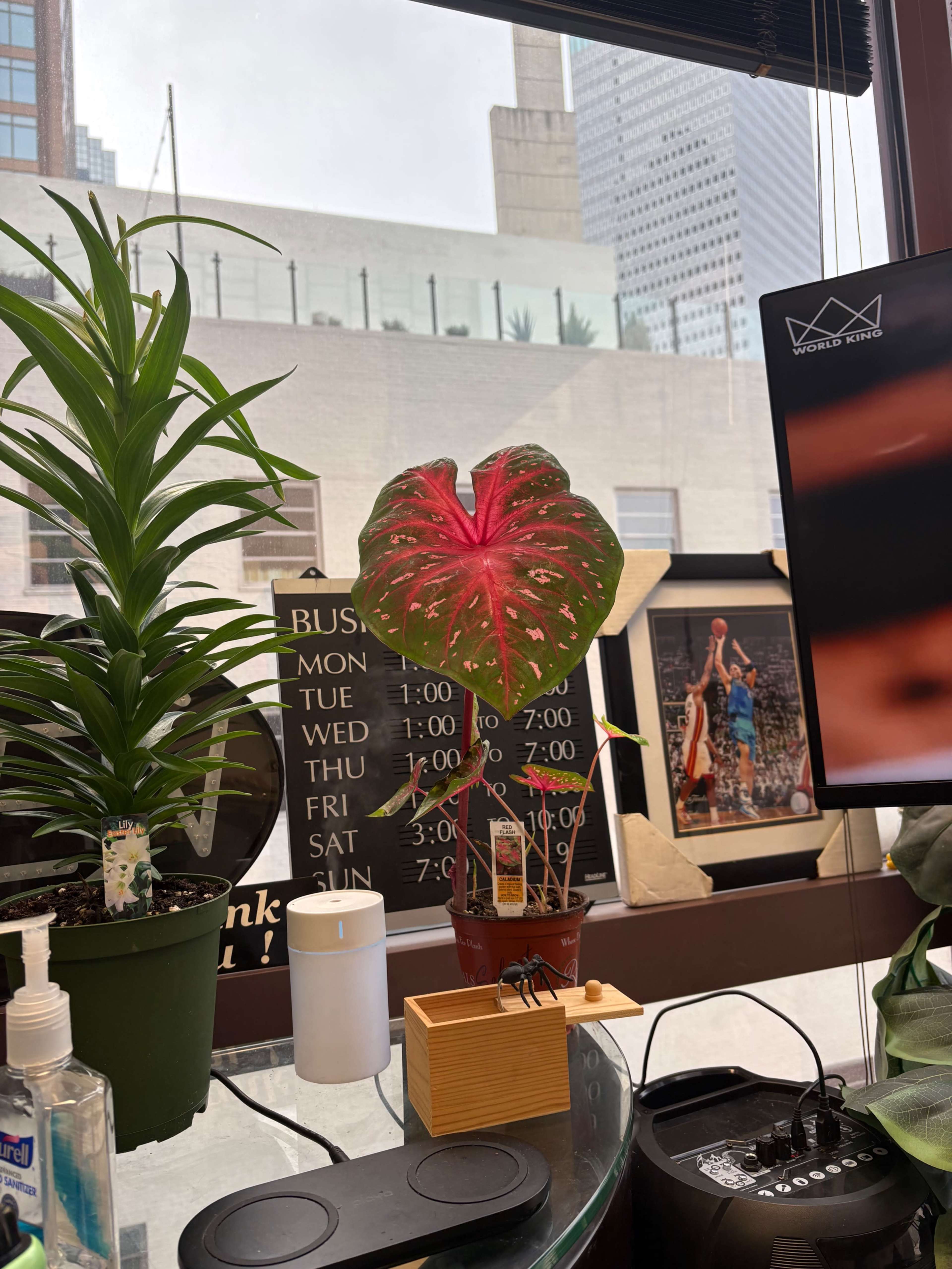 A vibrant red and green potted plant sits on a desk beside a calendar and various items, with a cityscape visible through the window.