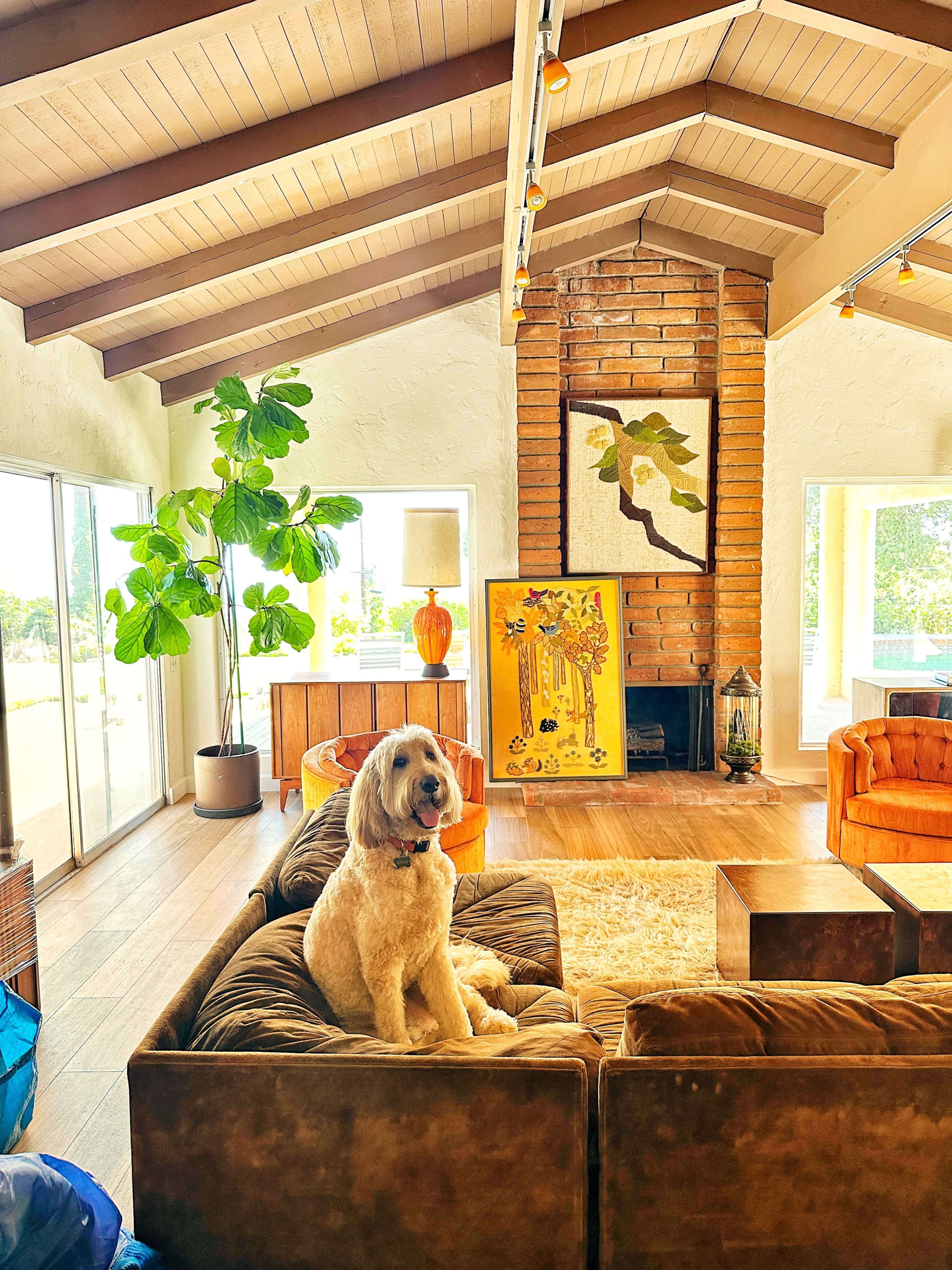 A dog sits on a brown couch in a brightly lit living room featuring a plant, a lamp, and a brick fireplace.
