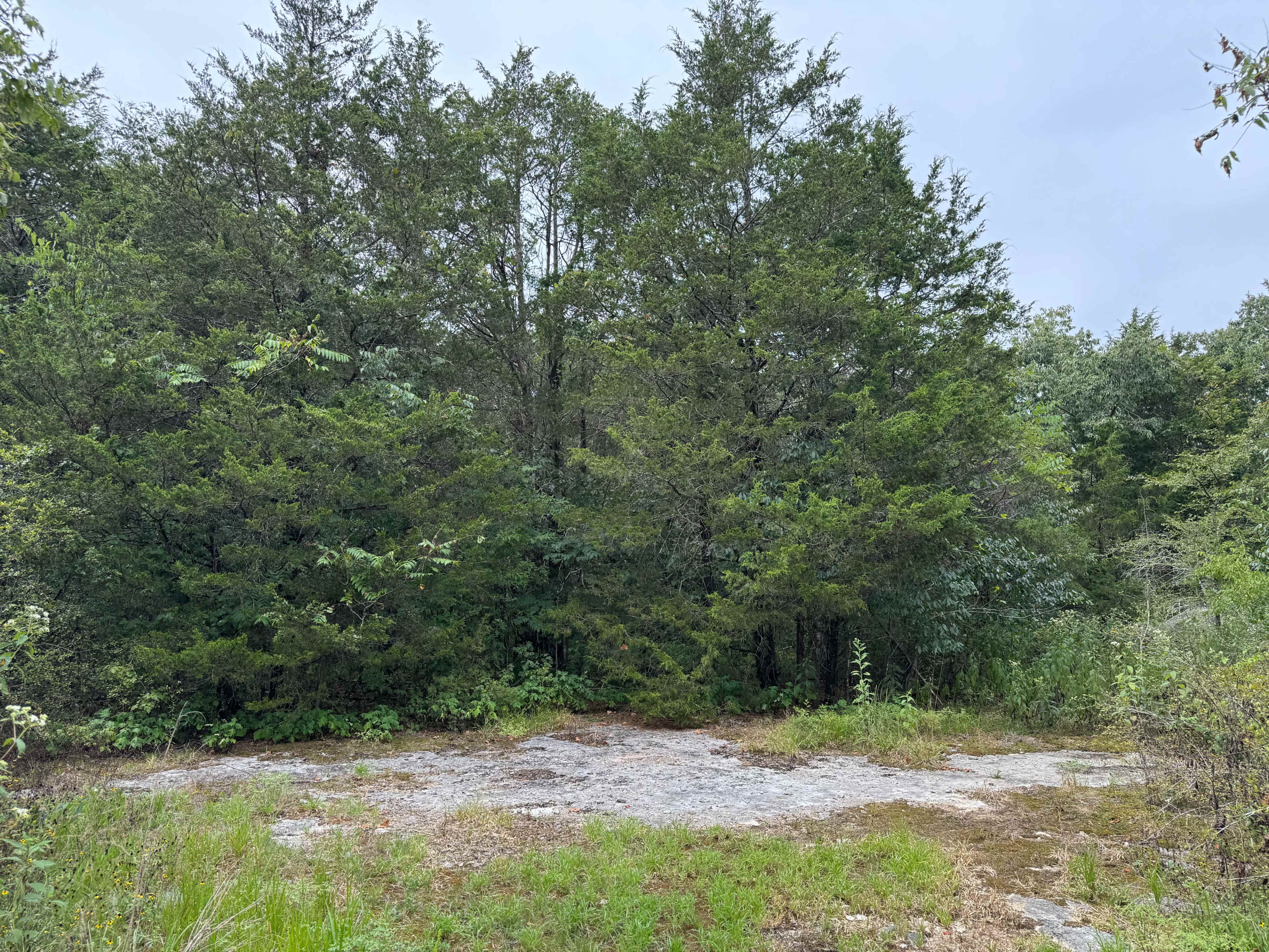 Private Tennessee Forest + Green Screen Access for Film/Photo (Eagleville) Image in , Eagleville, TN