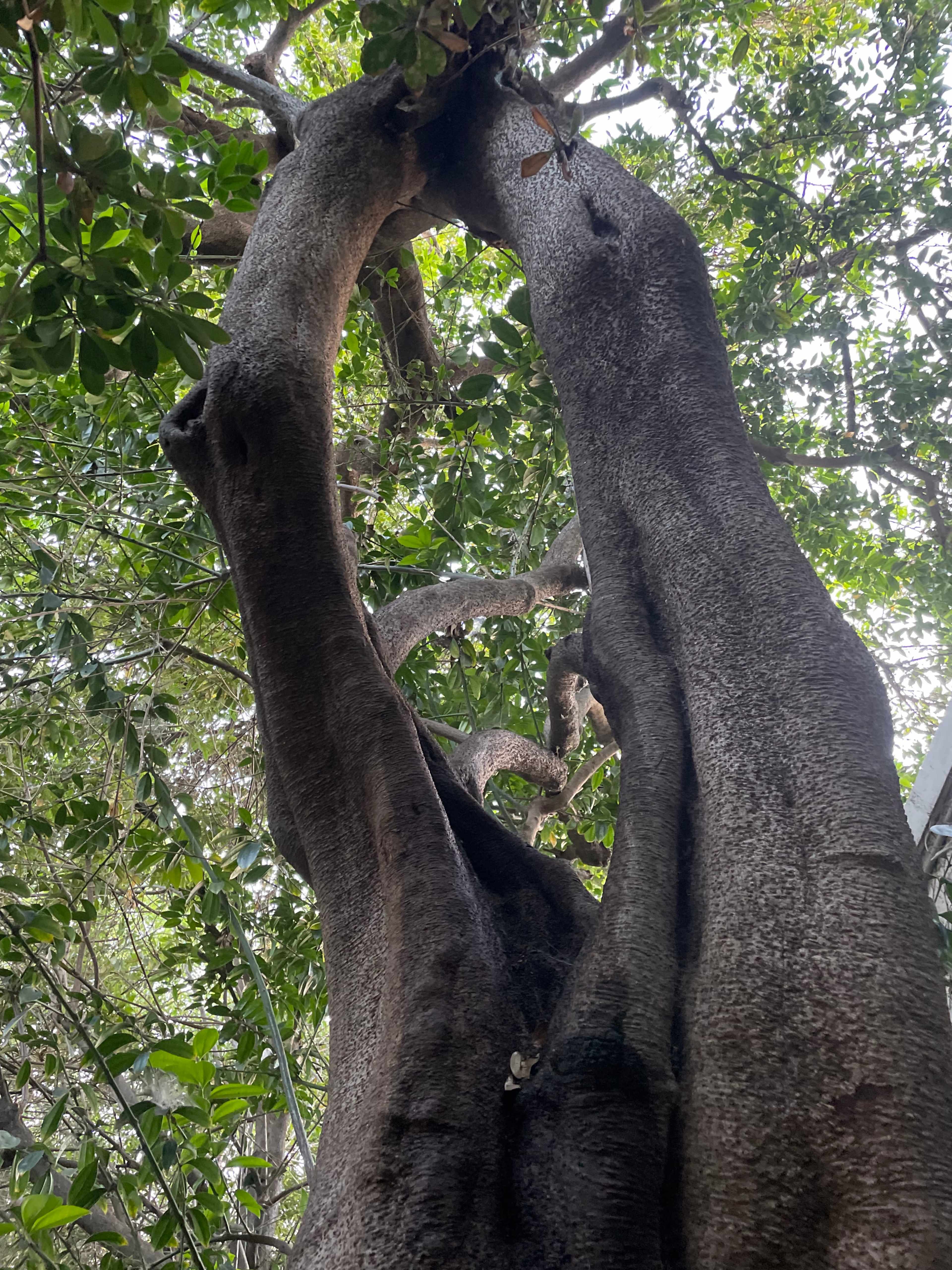 The tall trunk of a tree surrounded by dense green foliage.