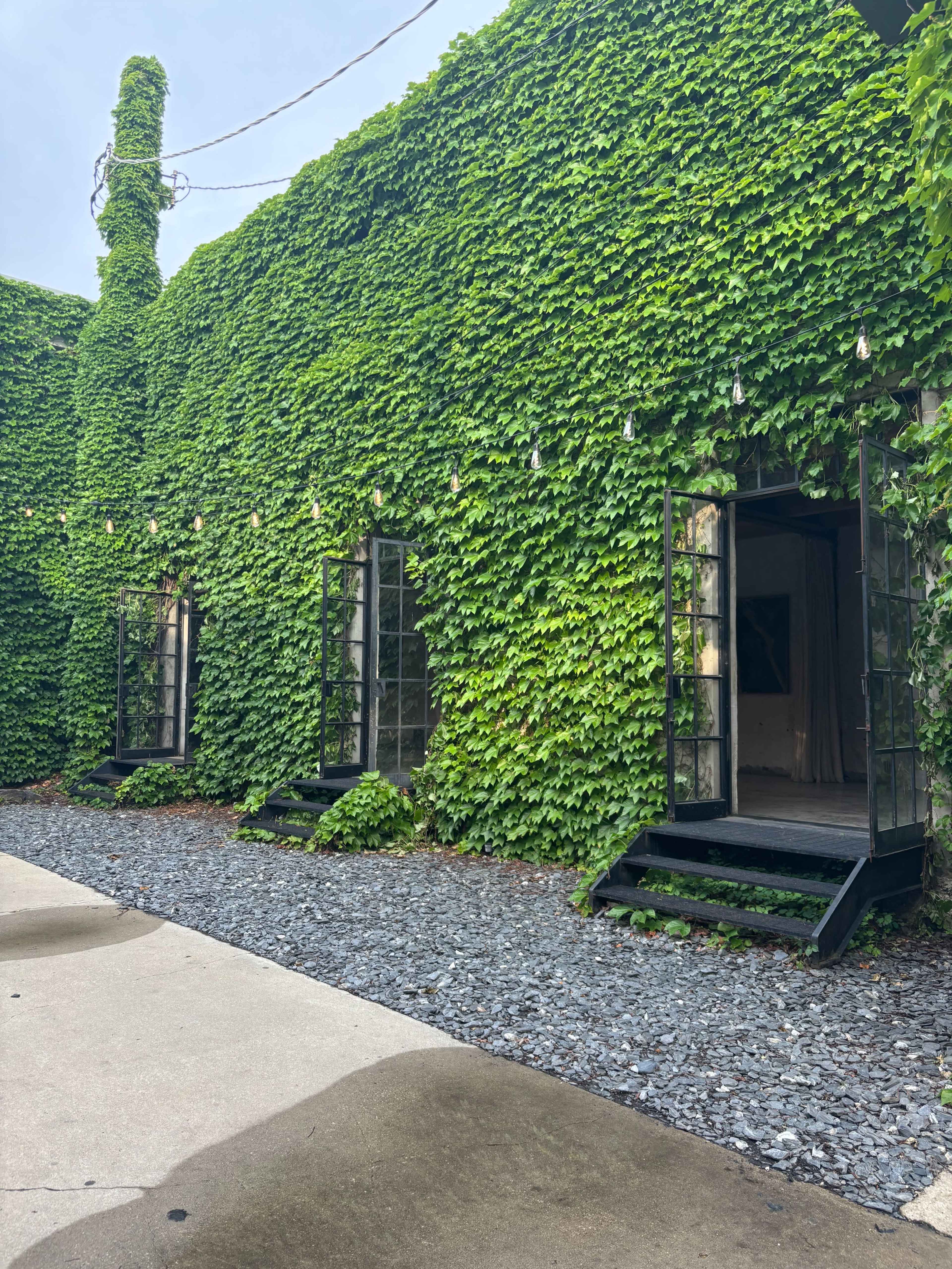 A building covered in thick green ivy features large windows and a gravel path in front.