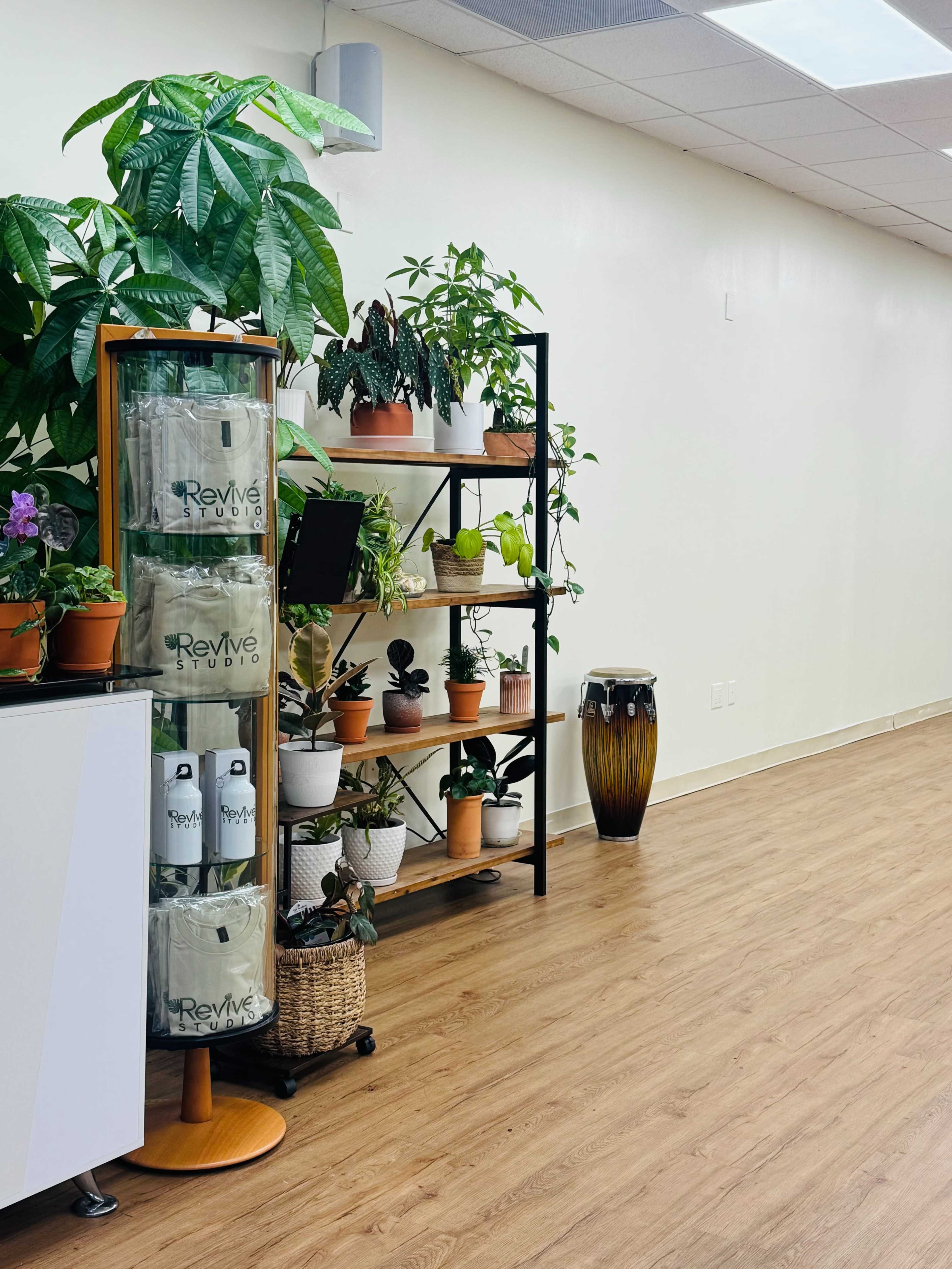 The image shows a clean room with wooden flooring, featuring shelves of potted plants, a decorative drum, and a display with Revive Studio branding.