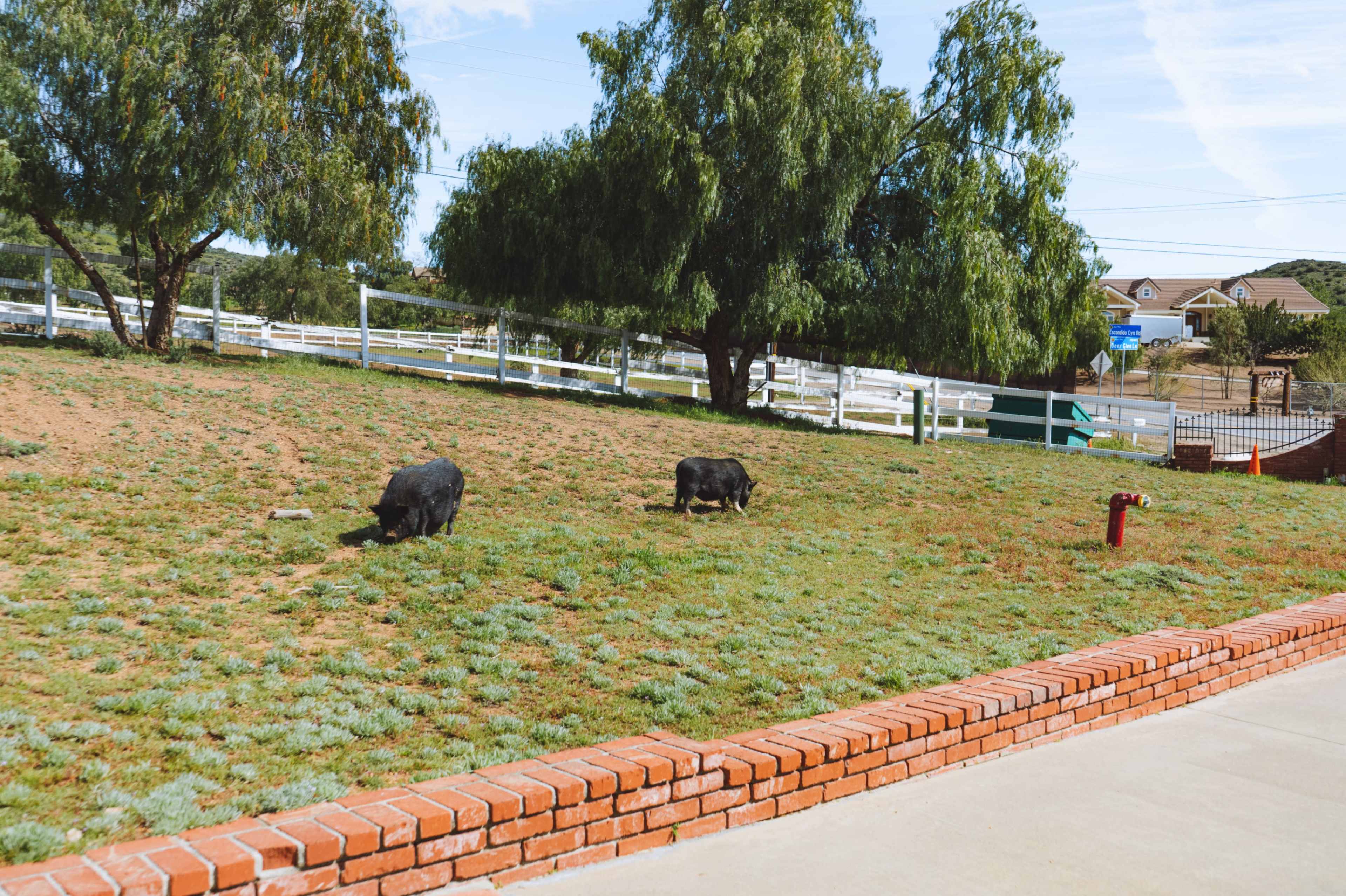 Two pigs graze on a grassy area bordered by a brick wall, with trees and a white fence in the background.