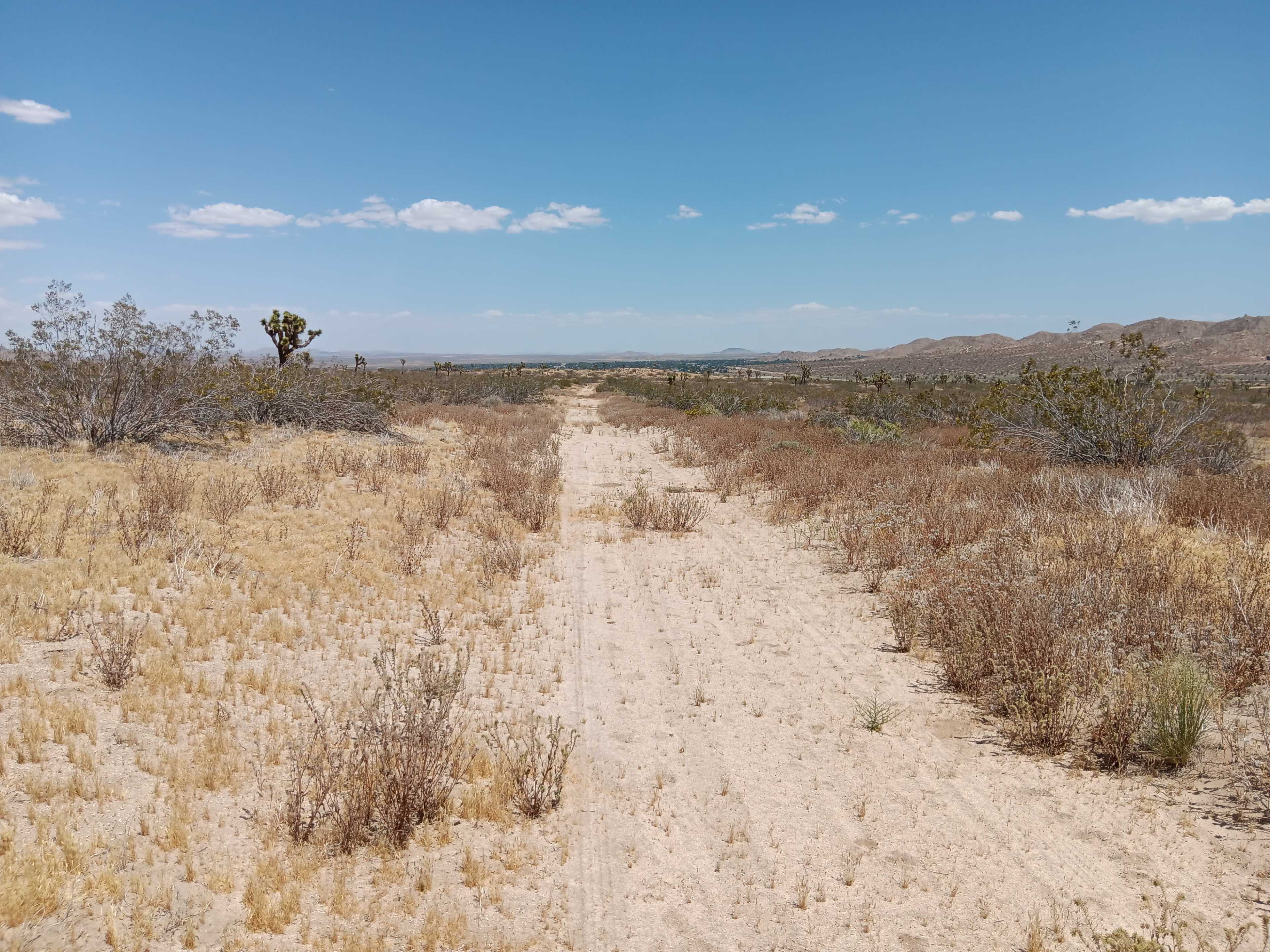 A dirt path stretches through a desert landscape, bordered by sparse vegetation under a clear blue sky.