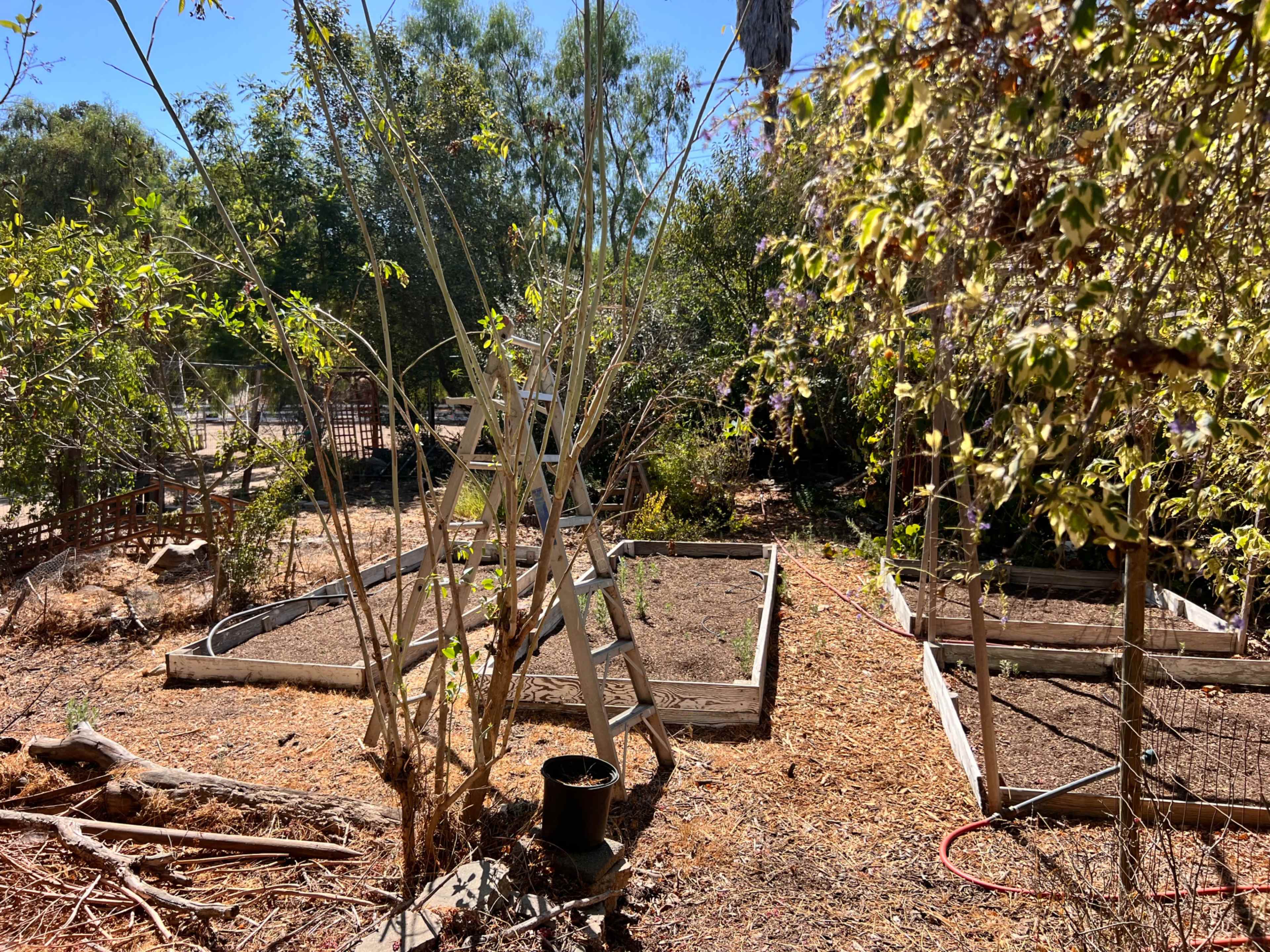 The image shows a garden area with several raised planting beds, surrounded by trees and natural vegetation.