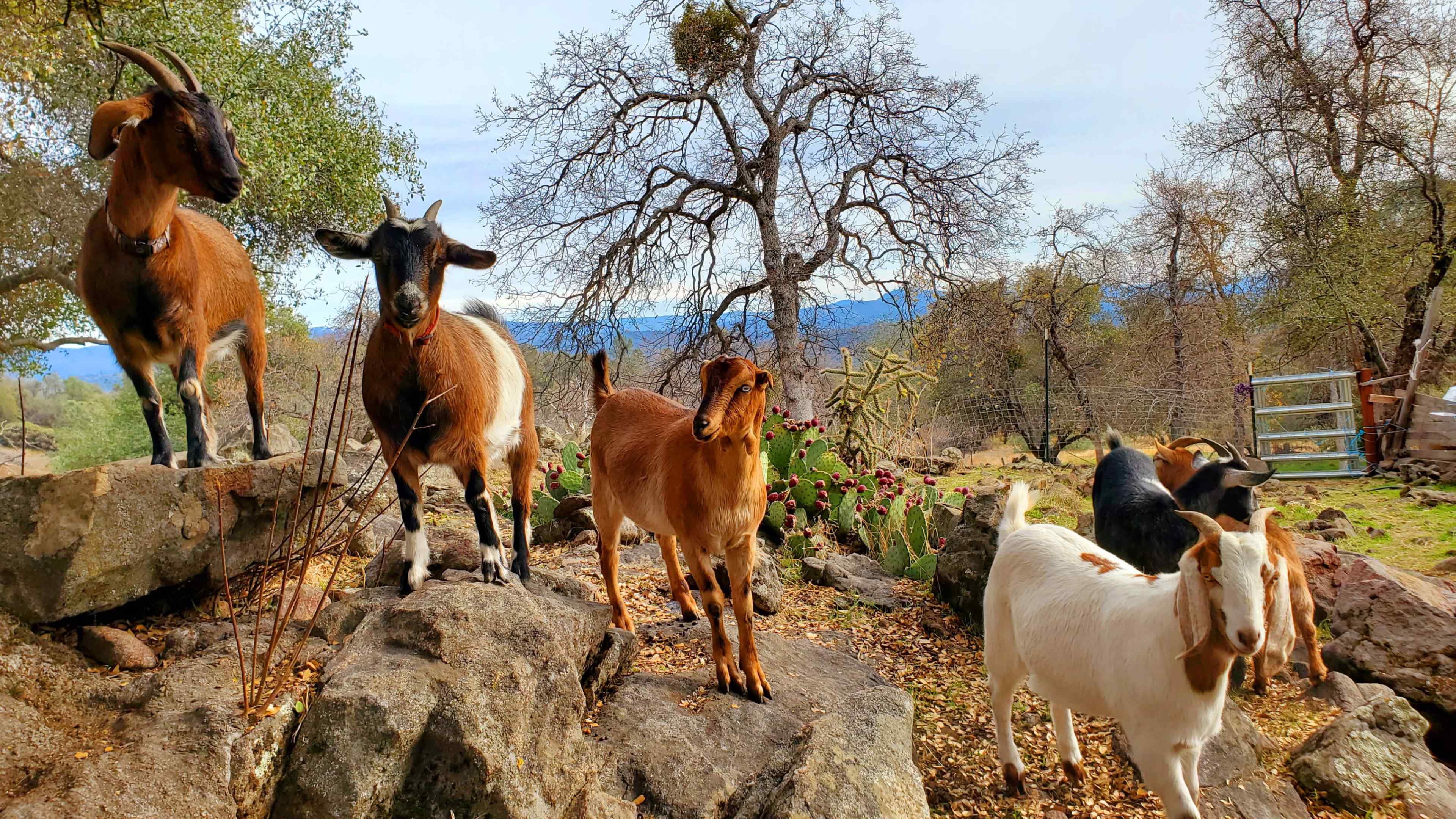 A group of goats stands on rocks in a rural landscape adorned with trees and cacti.