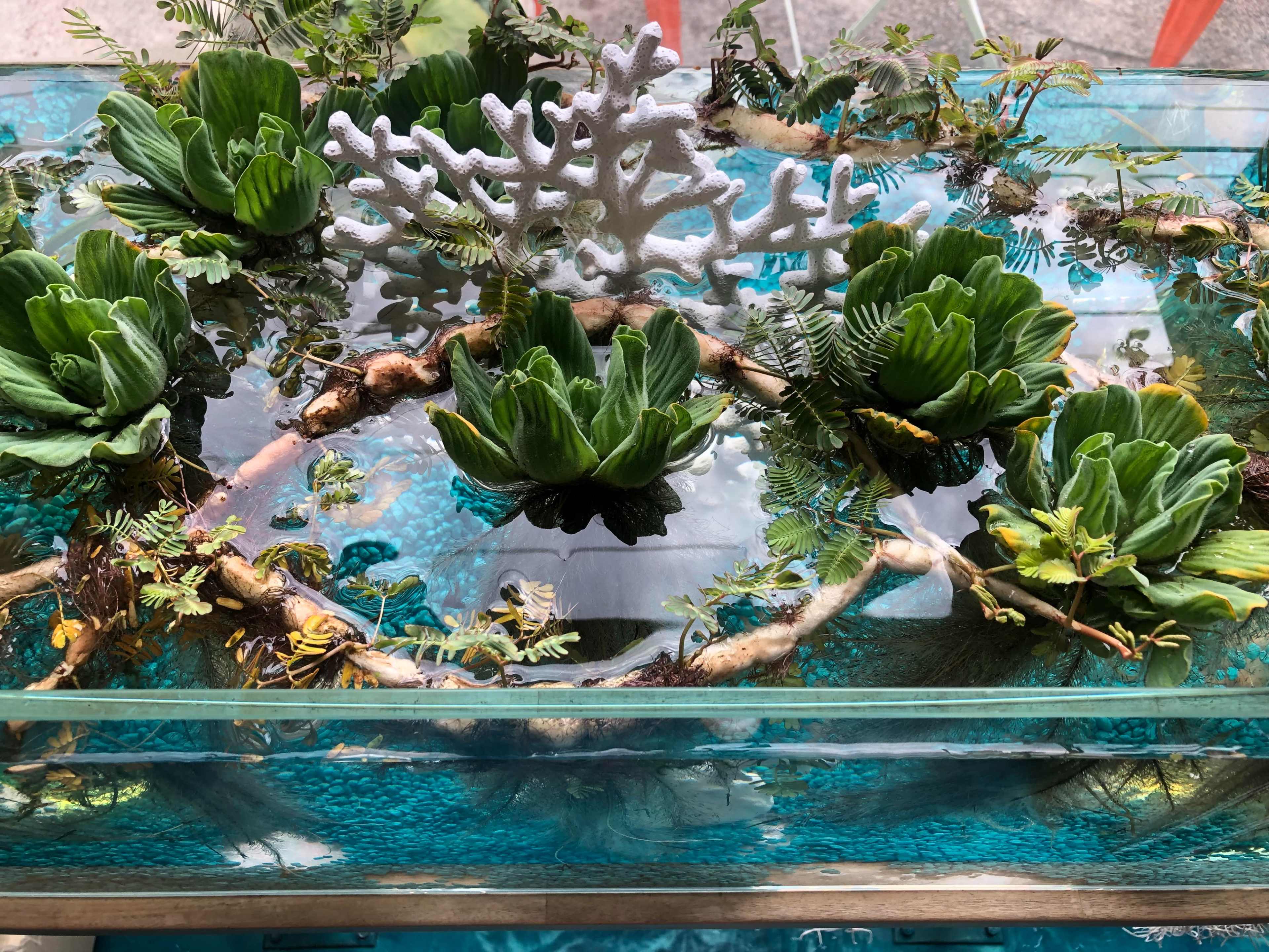 The image shows a clear display tank filled with water, featuring various green aquatic plants and a white coral structure among them.
