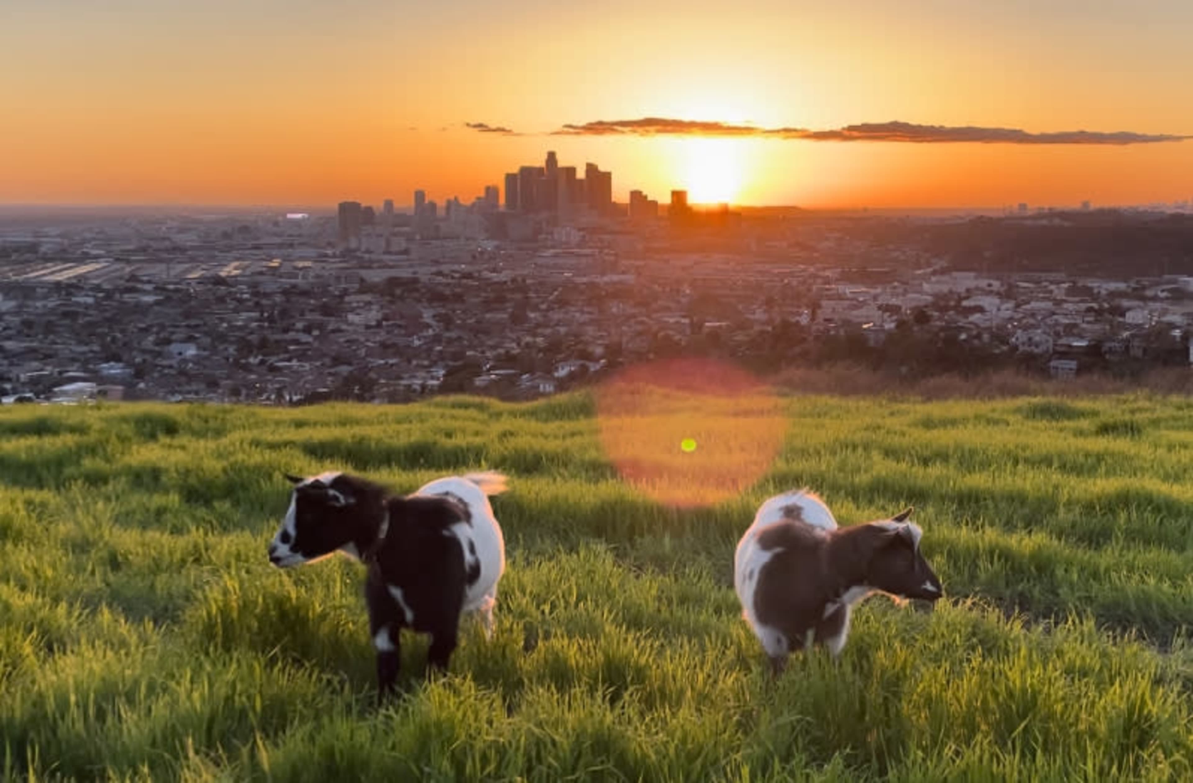 Two cows graze in a green field with a city skyline and a sunset in the background.