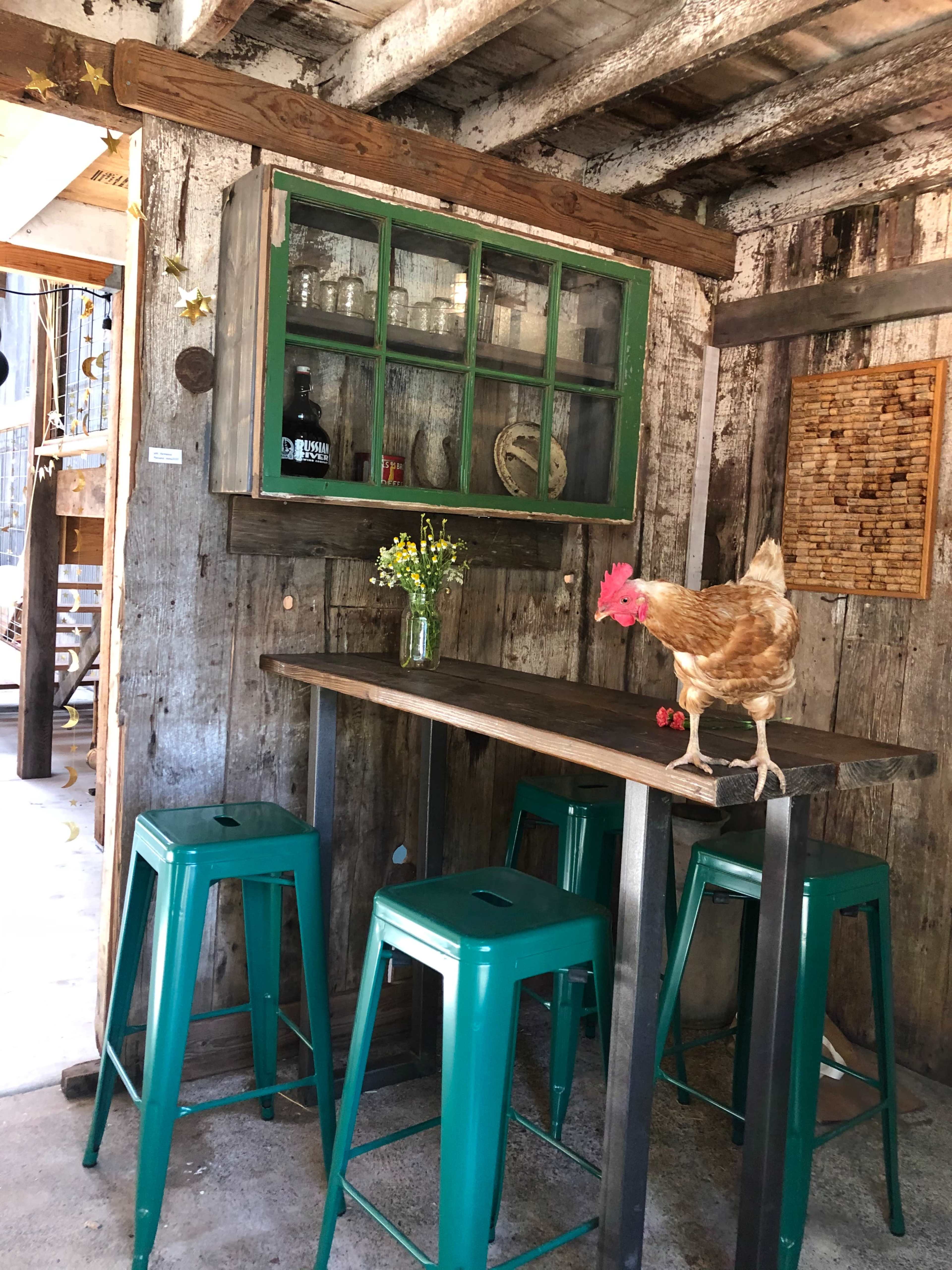 A chicken stands on a rustic wooden table in a cozy, vintage-style interior featuring green stools and a window with glass jars.