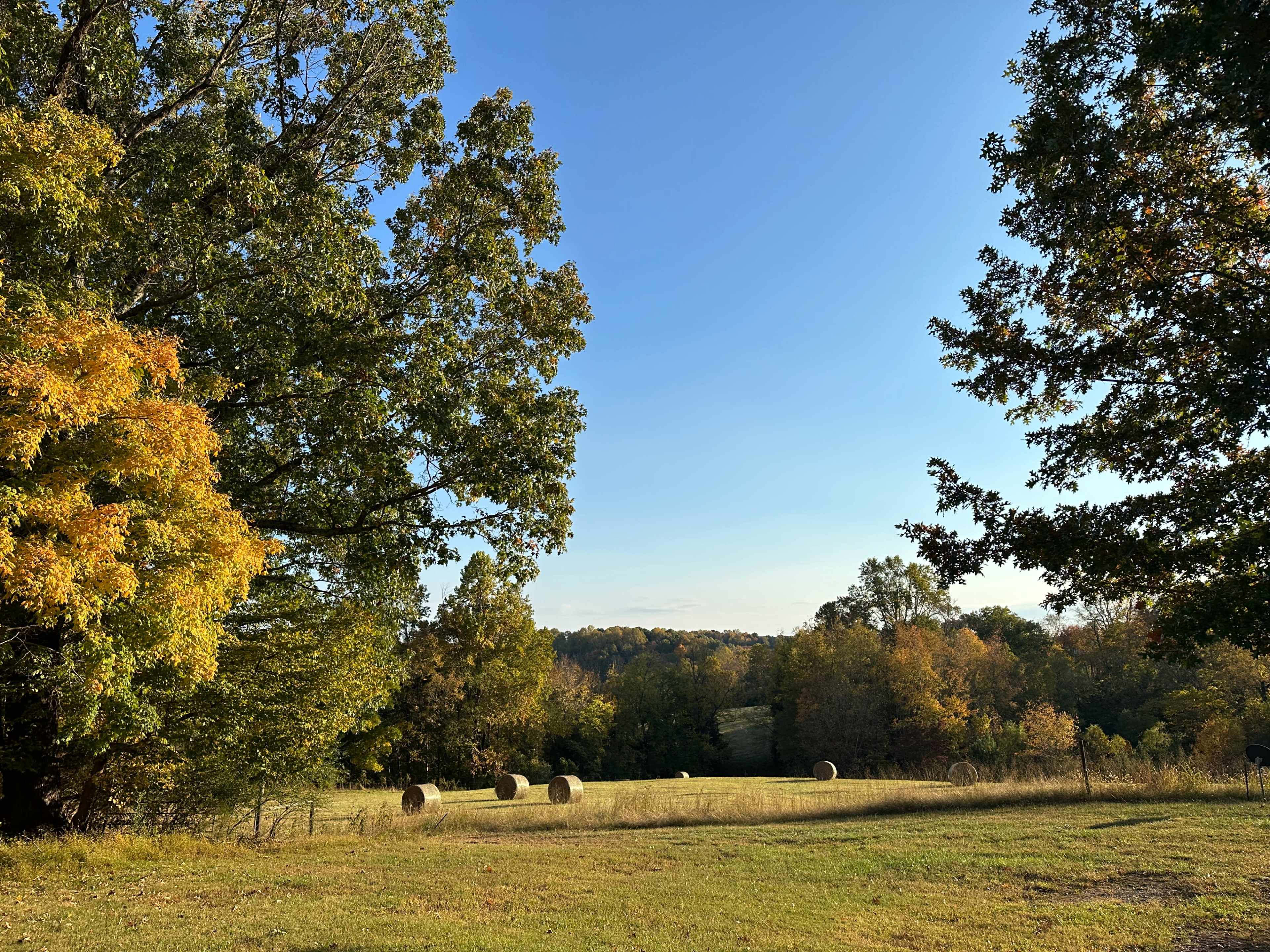 A landscape with round hay bales in a grassy field surrounded by trees with autumn foliage under a clear blue sky.