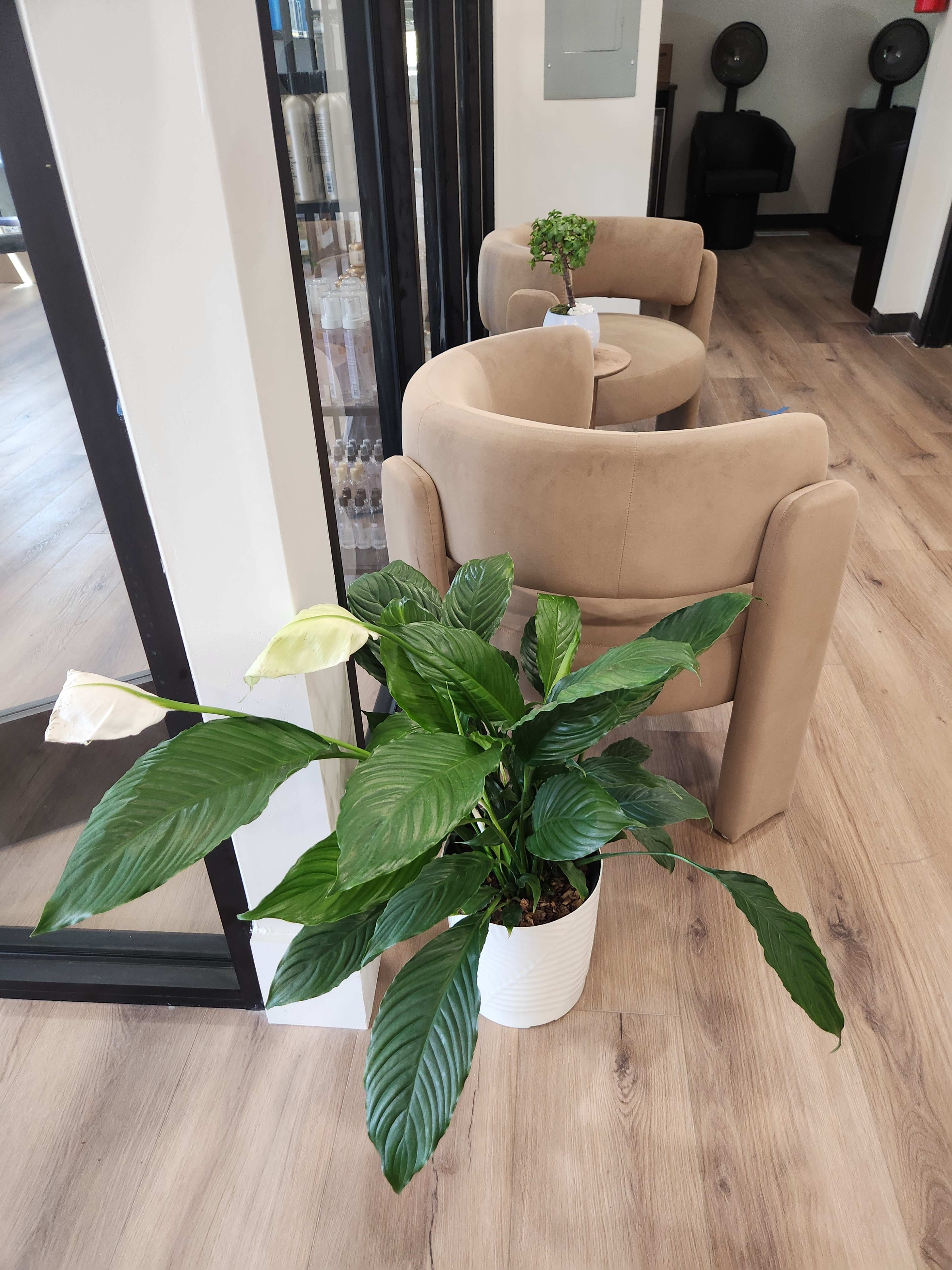 The image shows a small, indoor seating area featuring two beige chairs, a round table, and a large green potted plant.