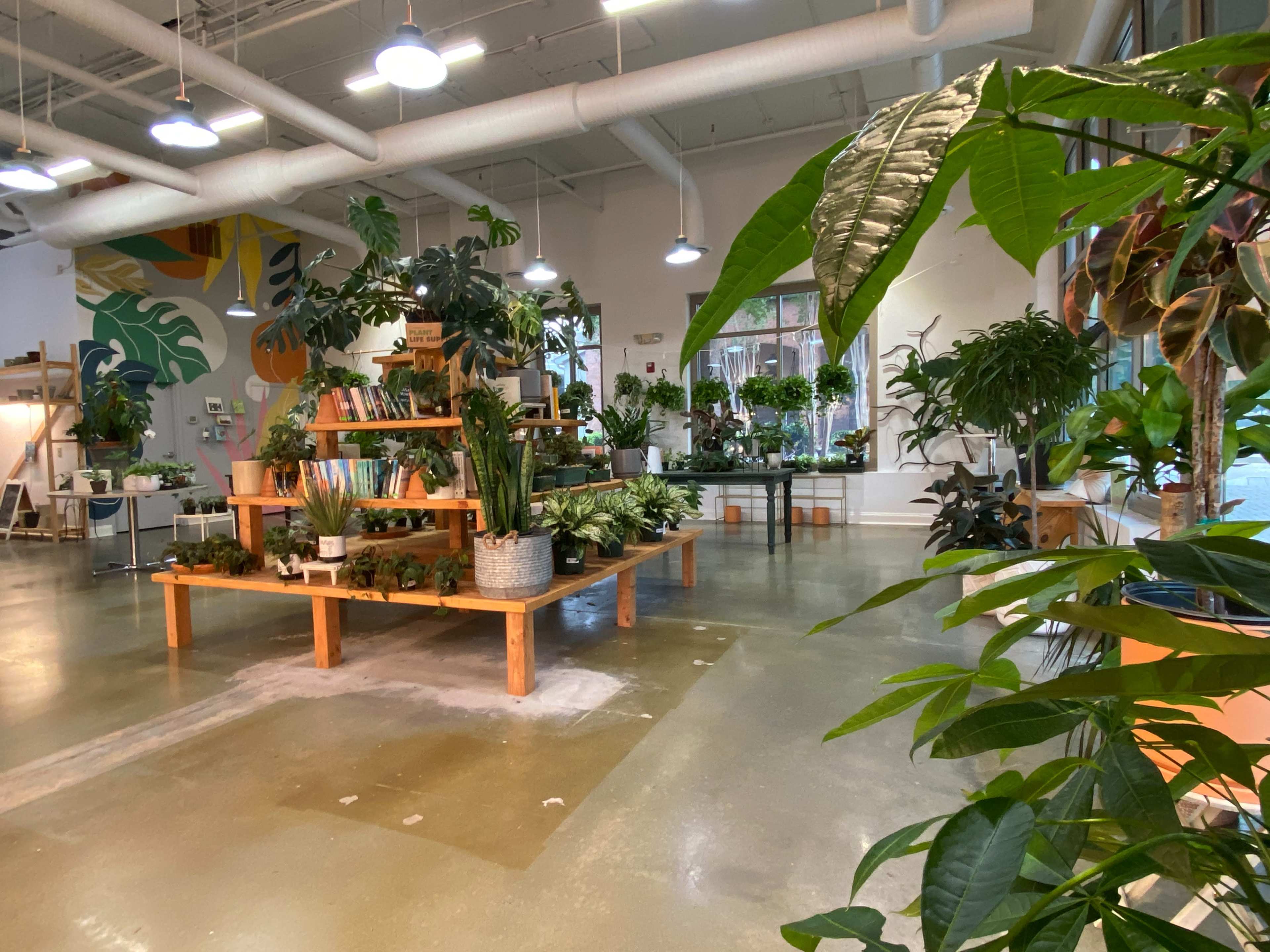 Smyrna/Vinings Charming Houseplant Shop Image in , Smyrna, GA