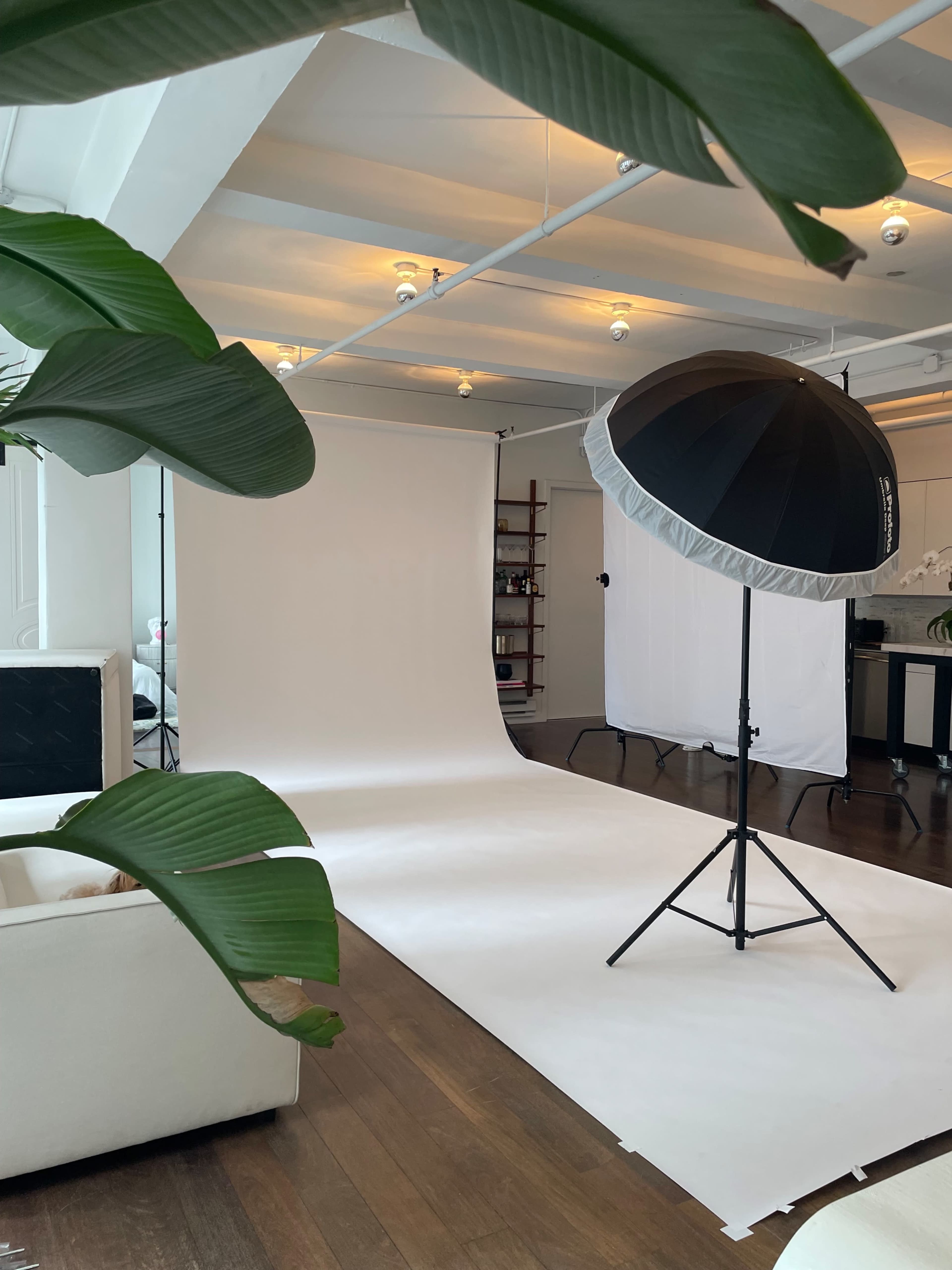 A spacious photography studio features a white backdrop, lighting equipment, and plants in the foreground.