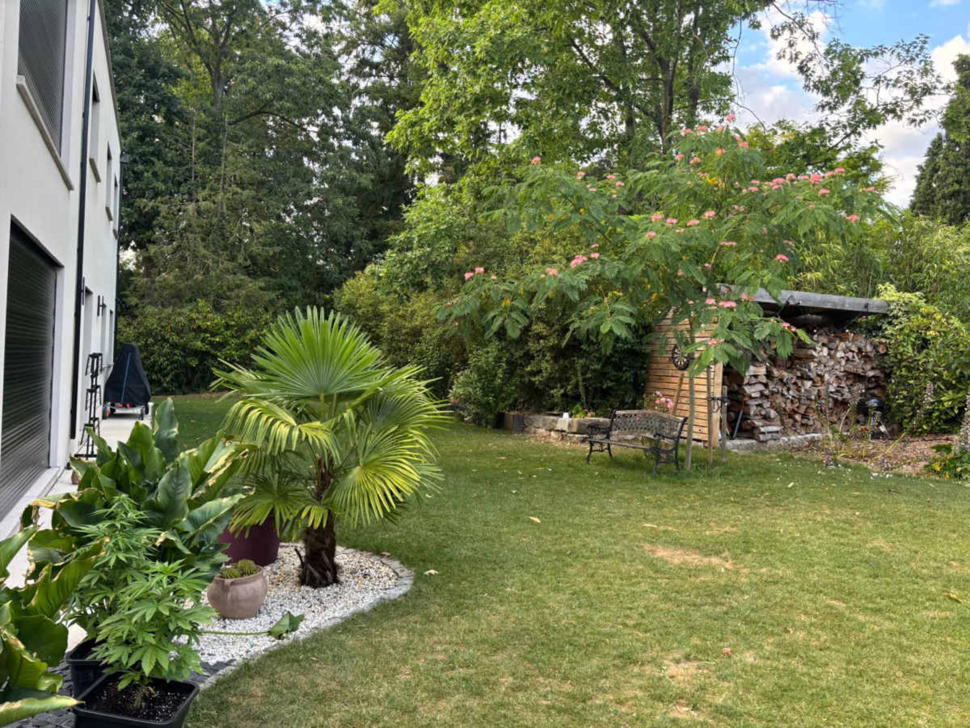 The image shows a well-maintained garden area with a palm tree, a bench, and a wooded backdrop.