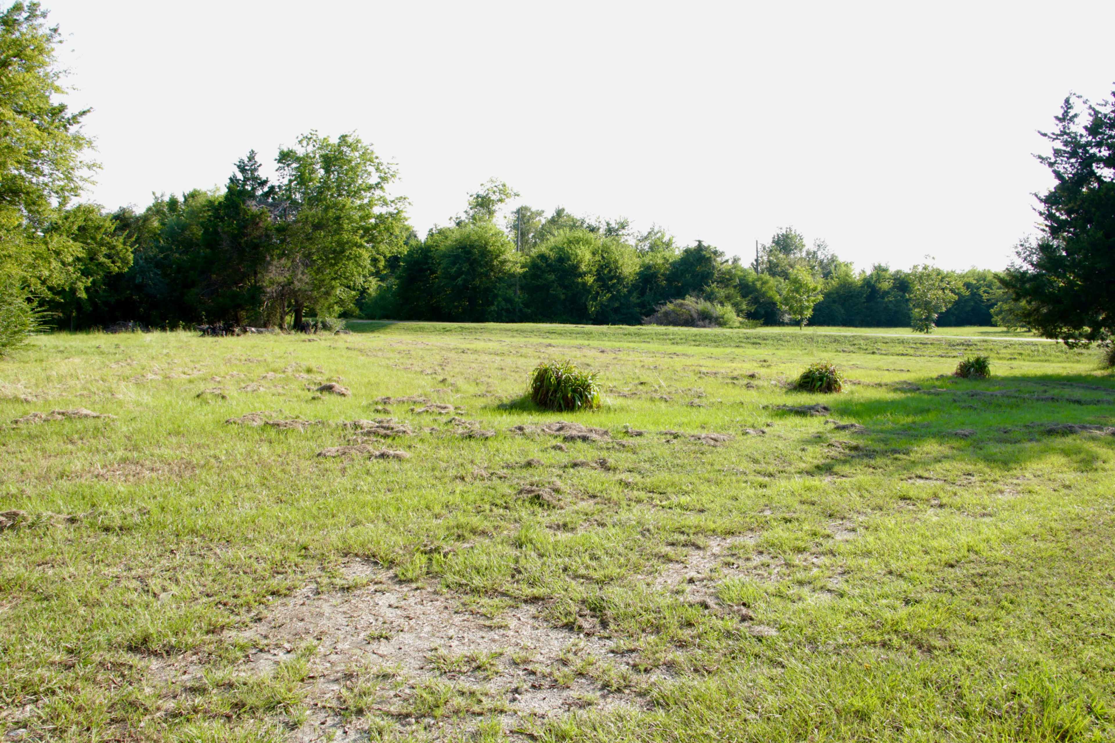 The image shows a wide, grassy field with sparse trees and scattered clumps of vegetation.