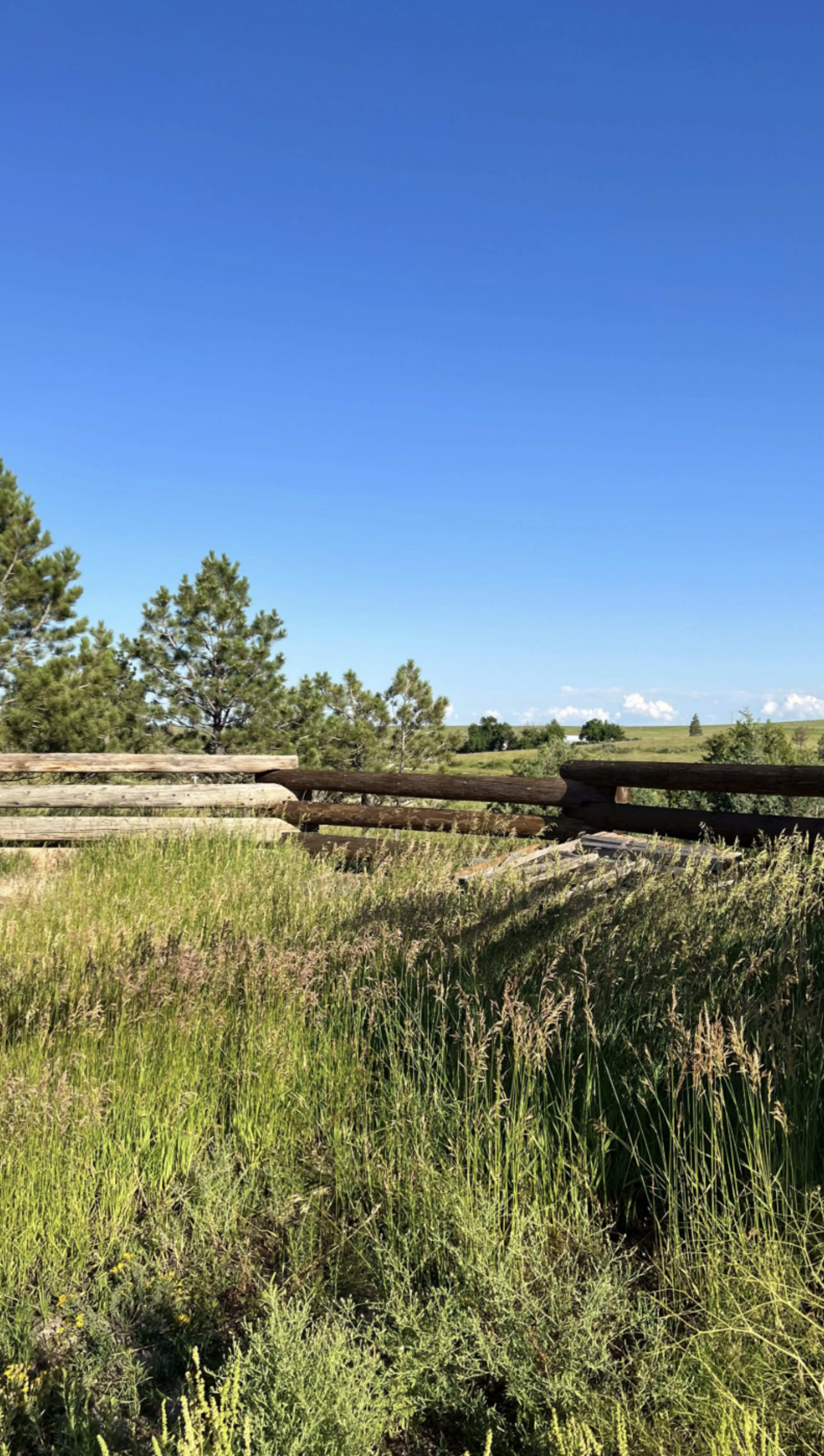 NEW LISTING - Wildflowers and Fields just 12 minutes from Downtown Parker Colorado Image in , Parker, CO