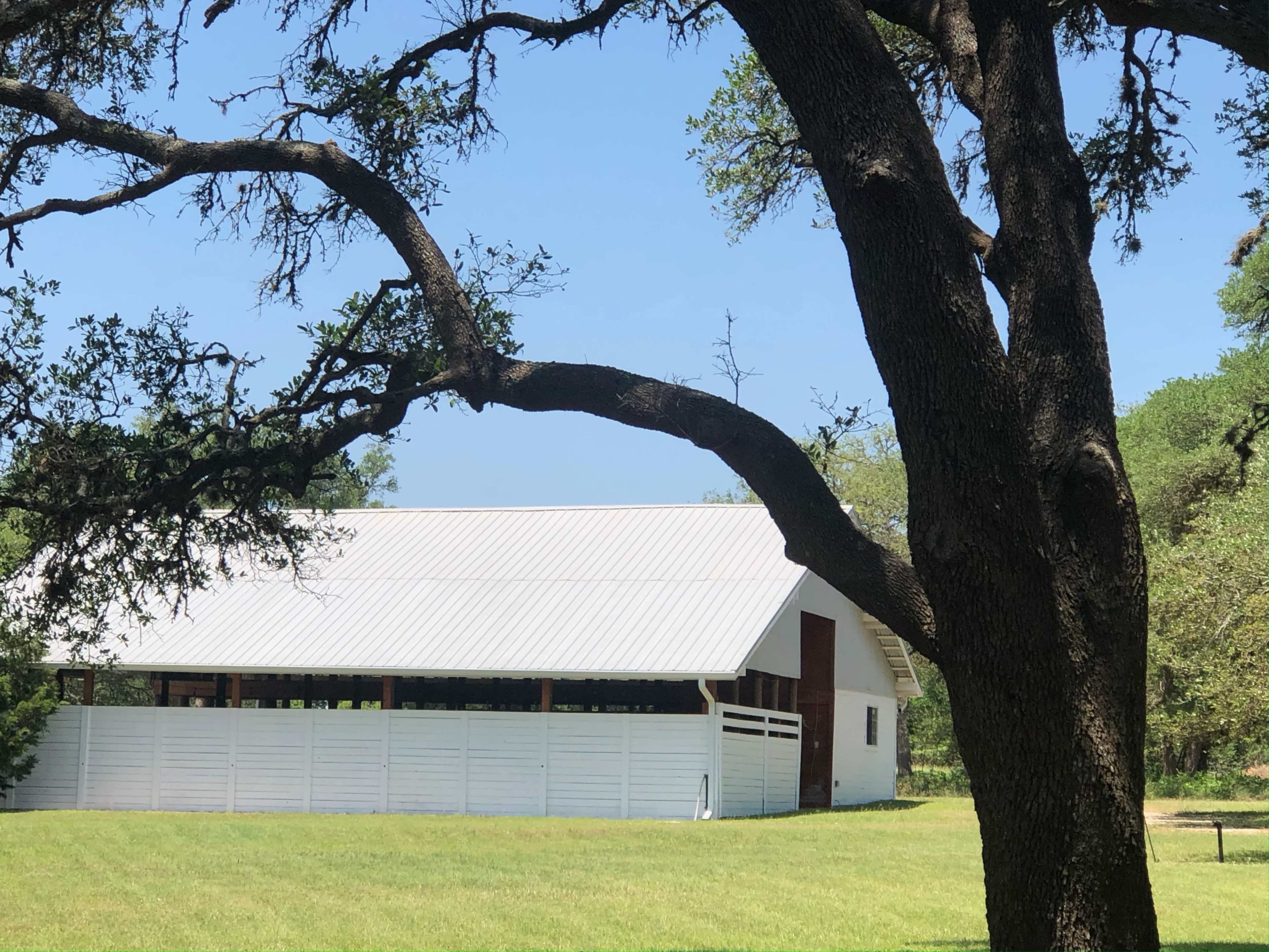 A white barn with a metal roof is partially visible behind an oak tree in a grassy field.