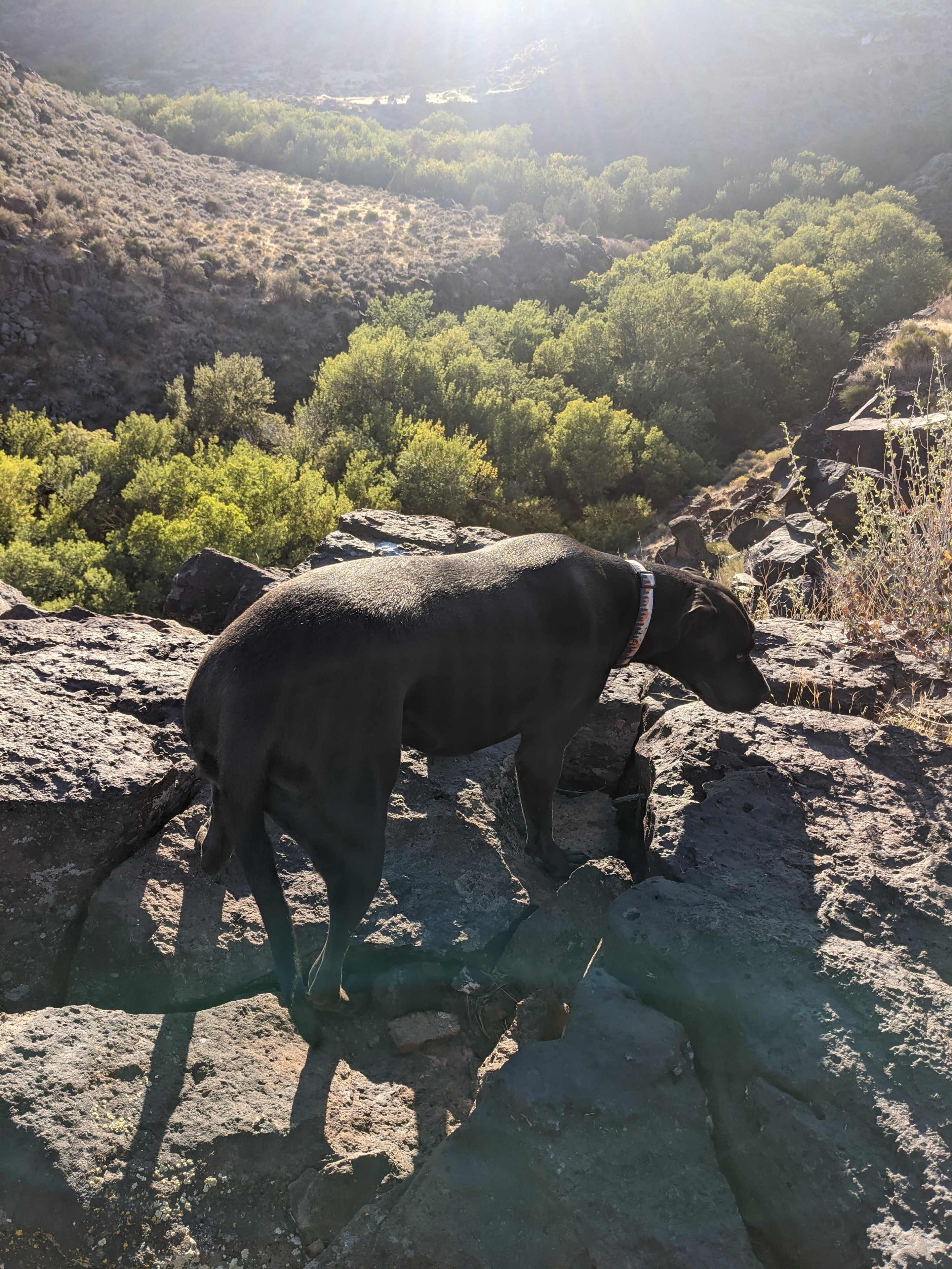 A black dog stands on rocky terrain overlooking a lush, green valley.