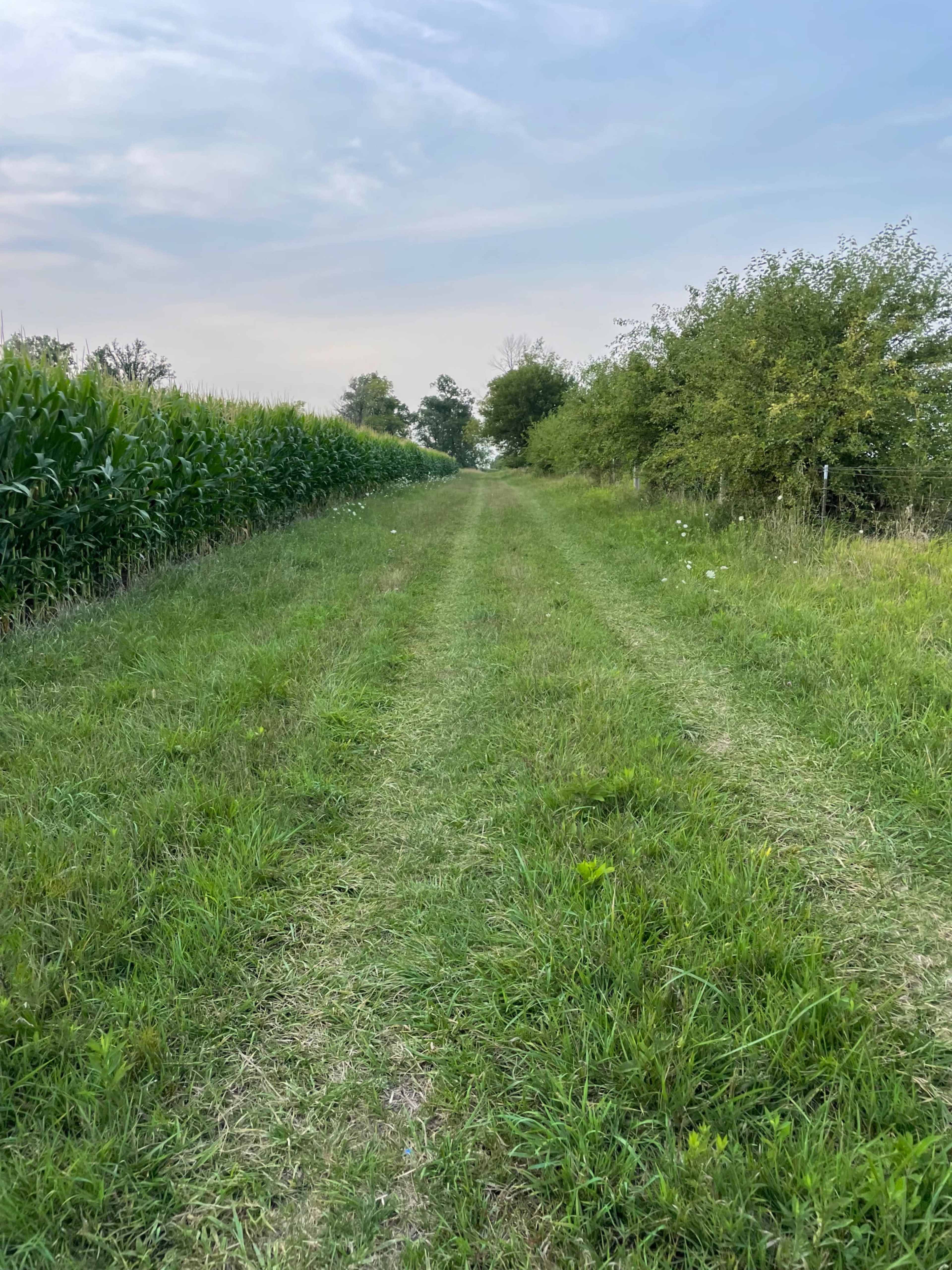 A grassy path lined with cornfields and trees extends into the distance under a cloudy sky.