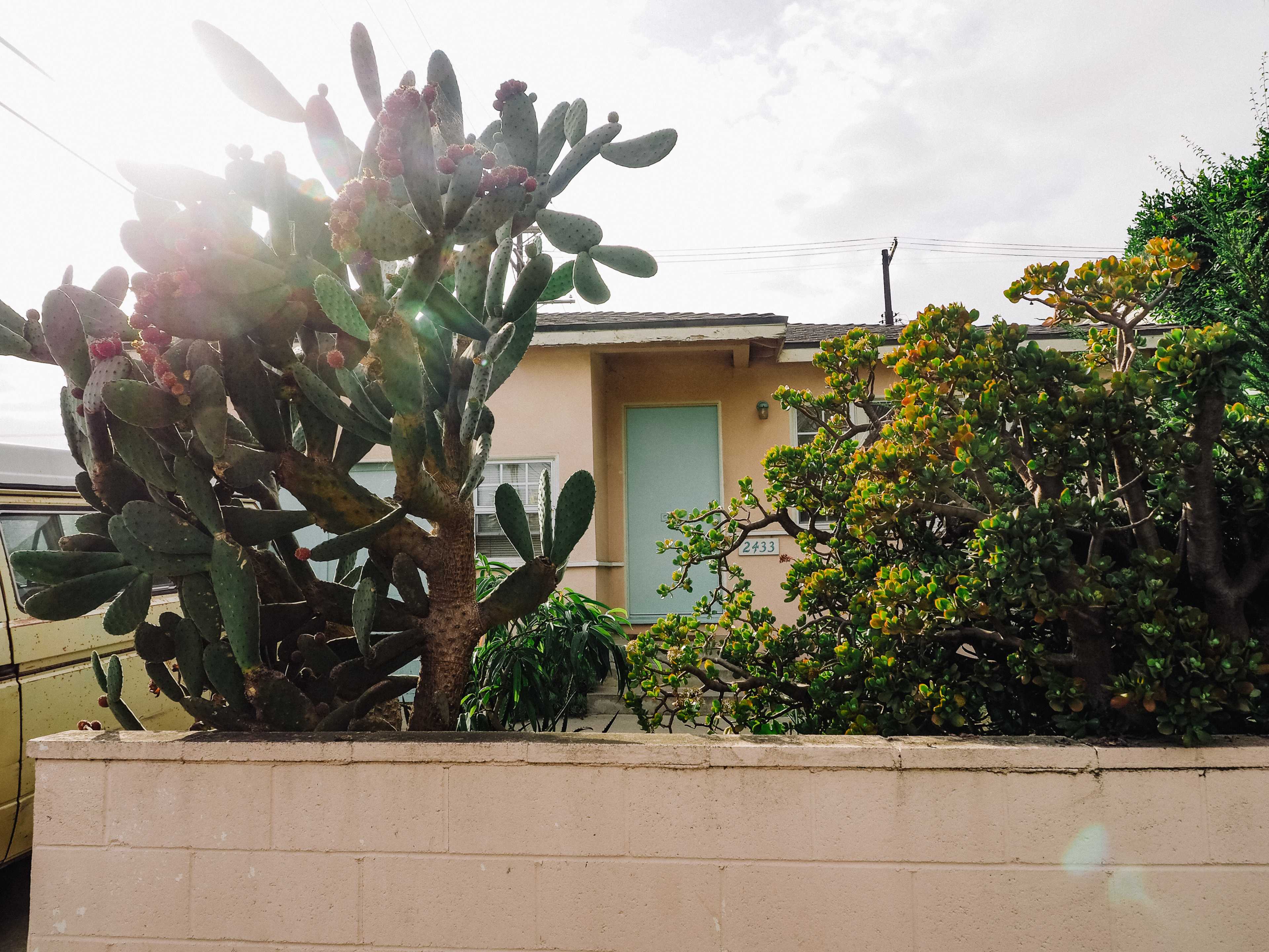 A house with a light-colored exterior is partially obscured by large cacti and shrubs in the foreground.