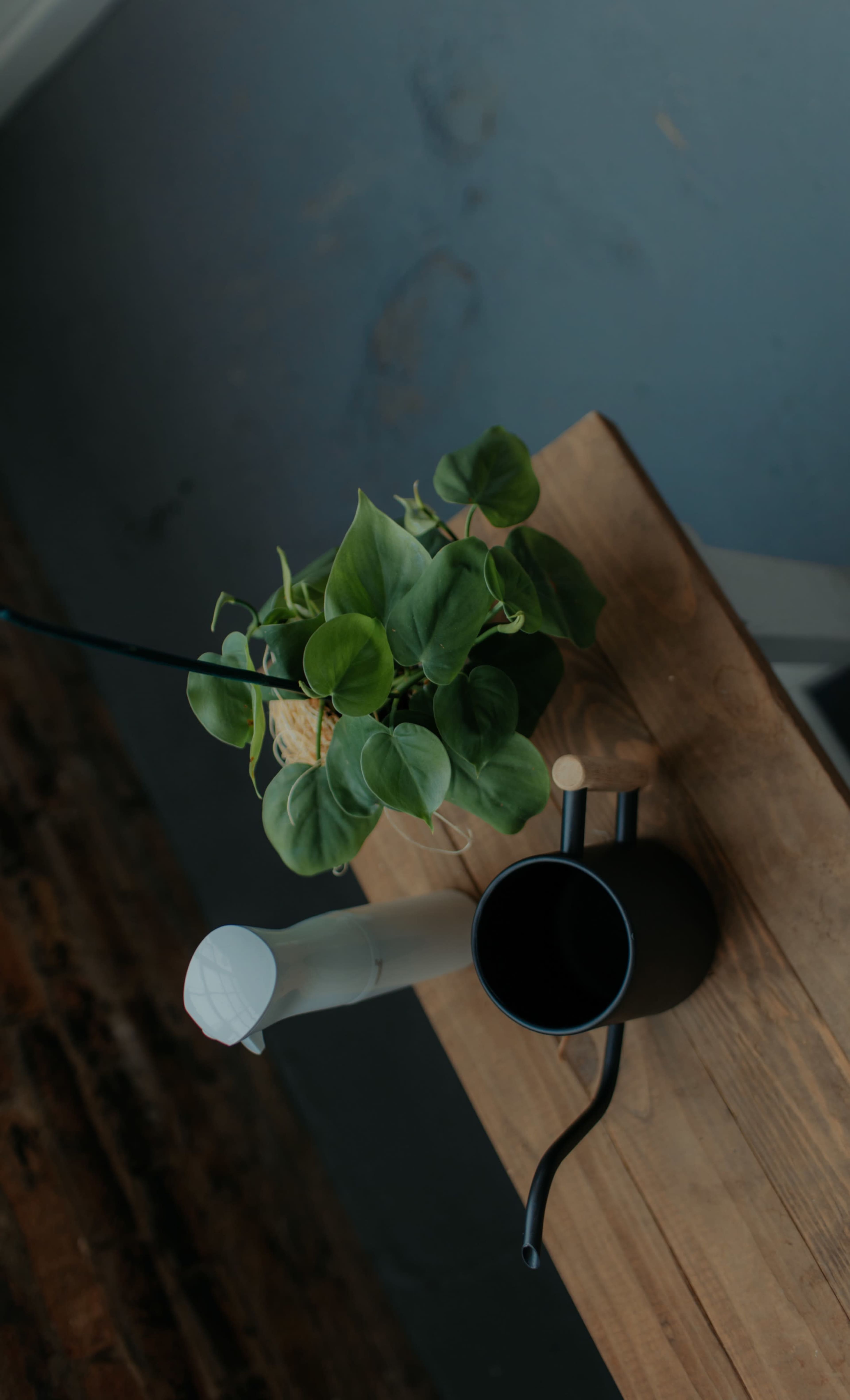 A potted green plant sits on a wooden table beside a black cup and a white watering can.