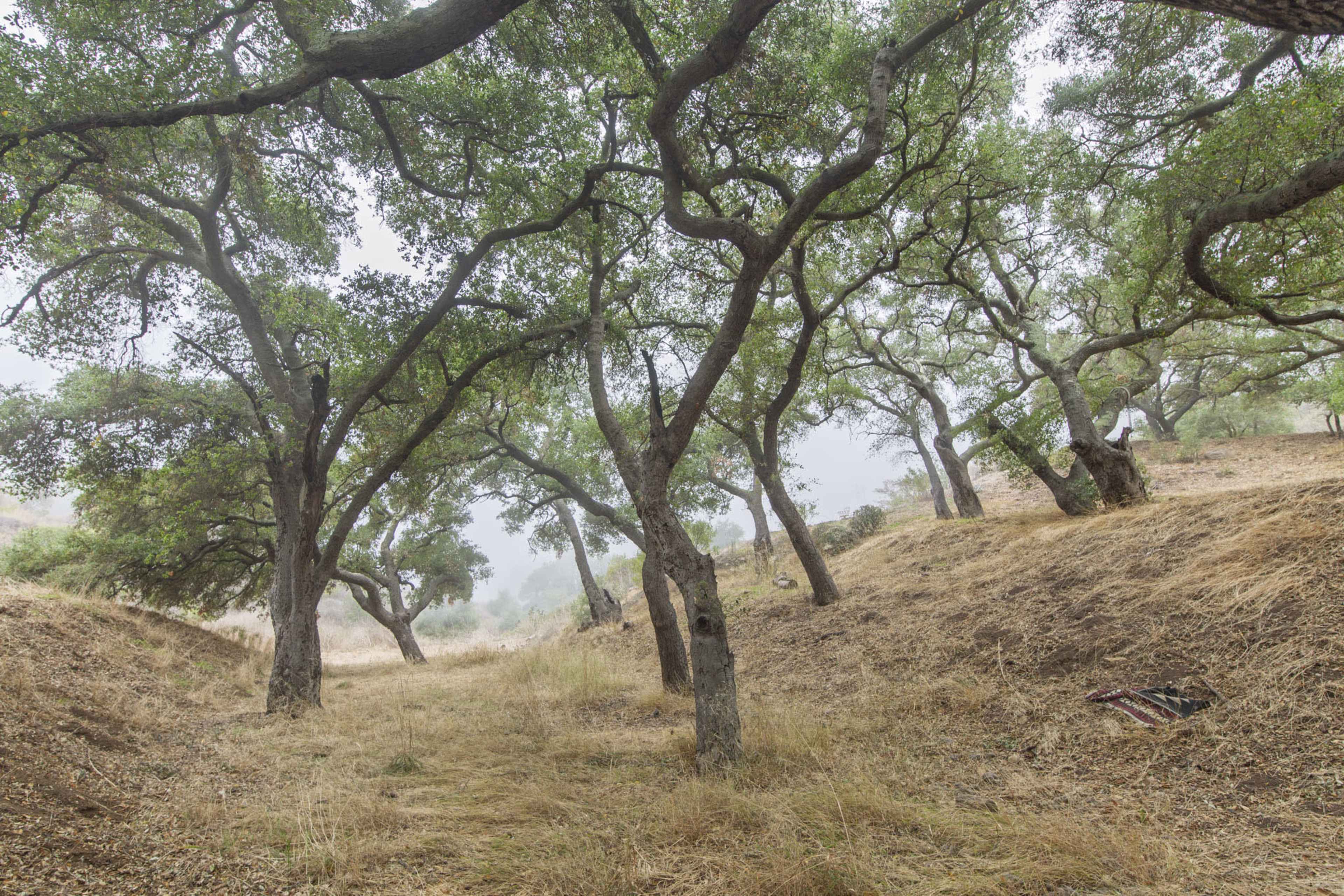 20-Acre Ranch in Malibu: Rustic Cottage, Incredible Dirt Roads, Ocean Views Image in , Malibu, CA