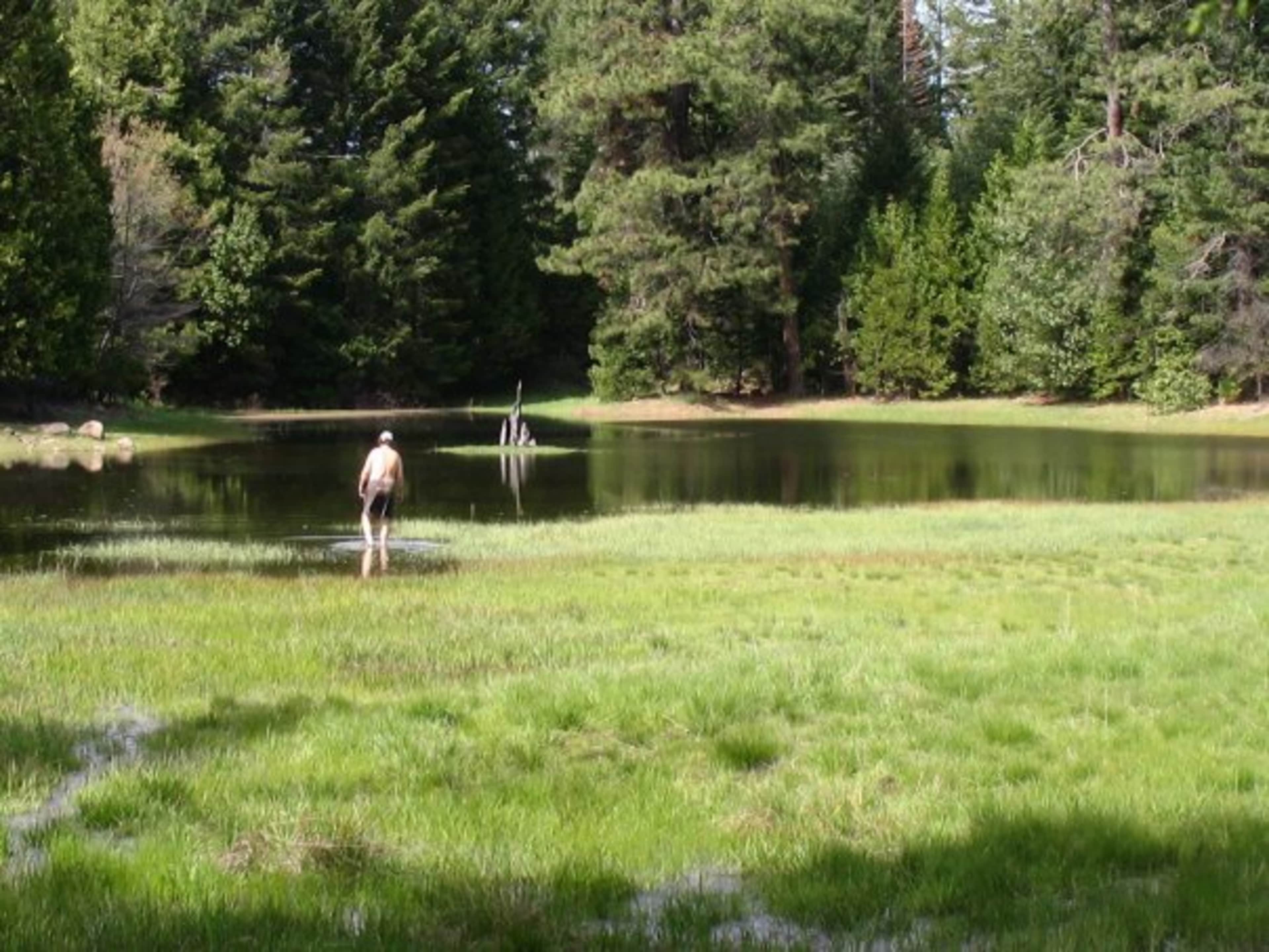 A person wades through shallow water in a forested setting with tall trees surrounding a calm pond.