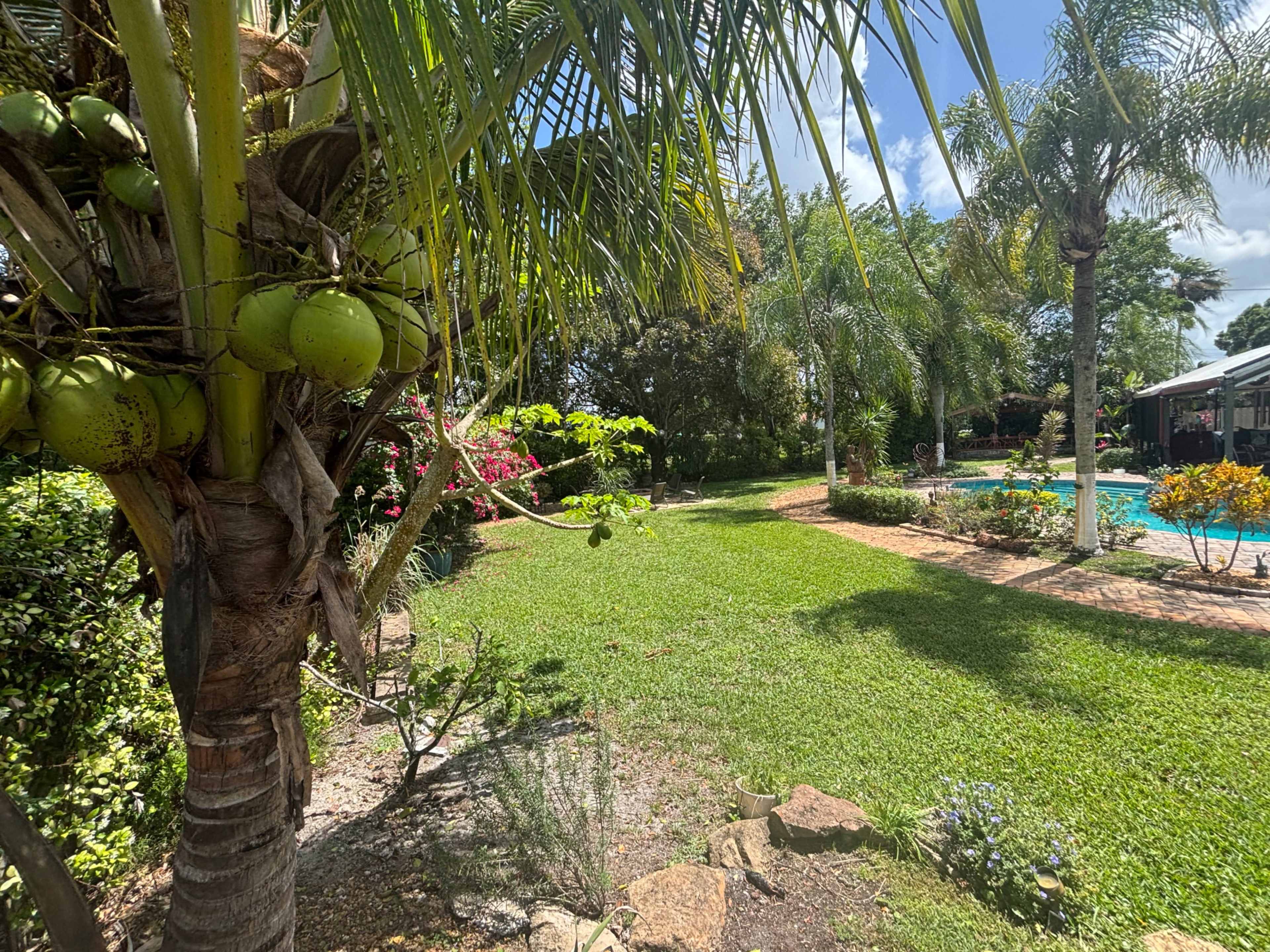 The image shows a lush garden with palm trees, colorful flowers, and a swimming pool in the background under a clear blue sky.