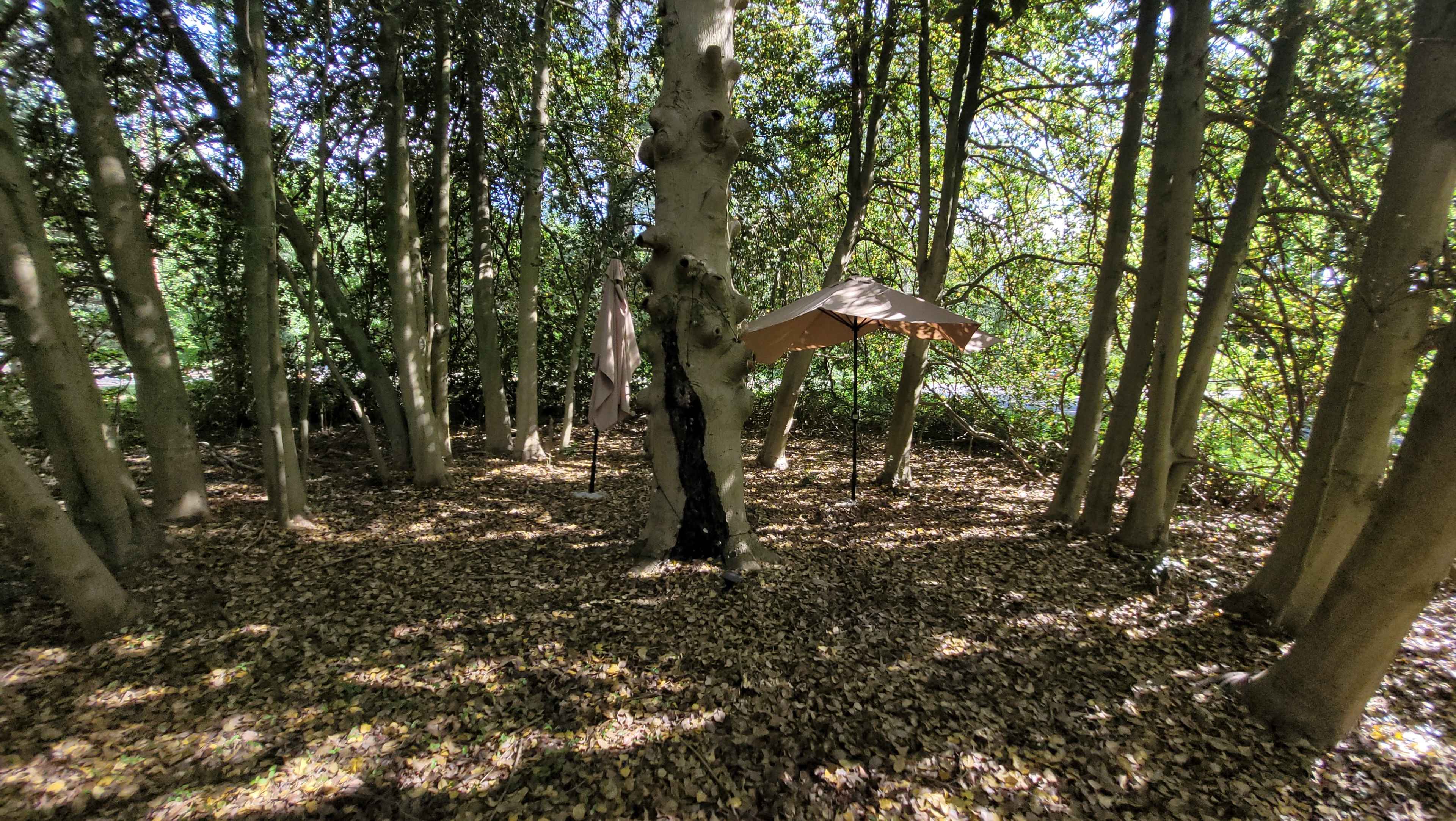 A tan canopy is set up among tall trees in a wooded area covered with fallen leaves.