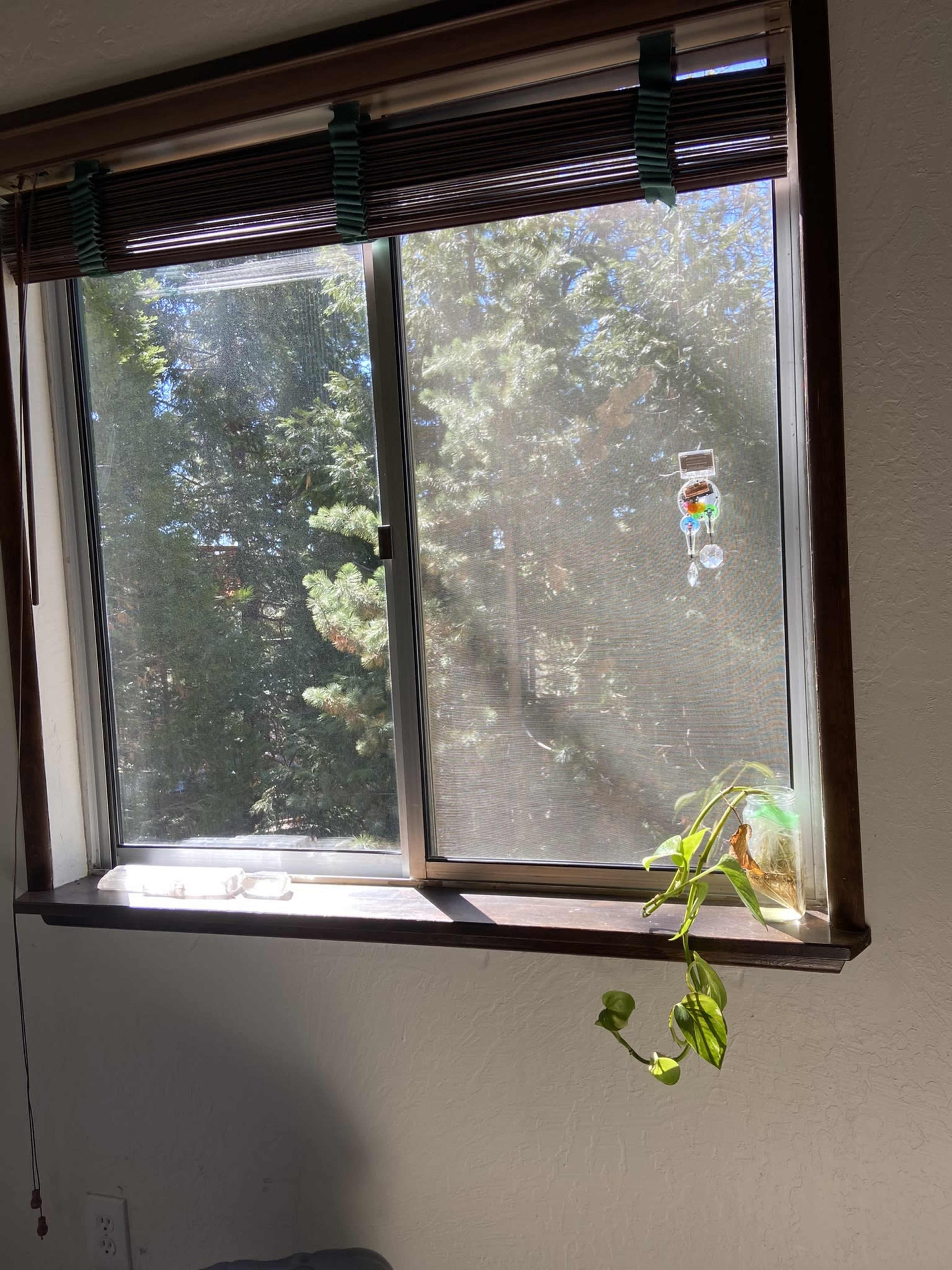 A window with a partially open shade reveals greenery outside, casting light onto a small plant on the sill.