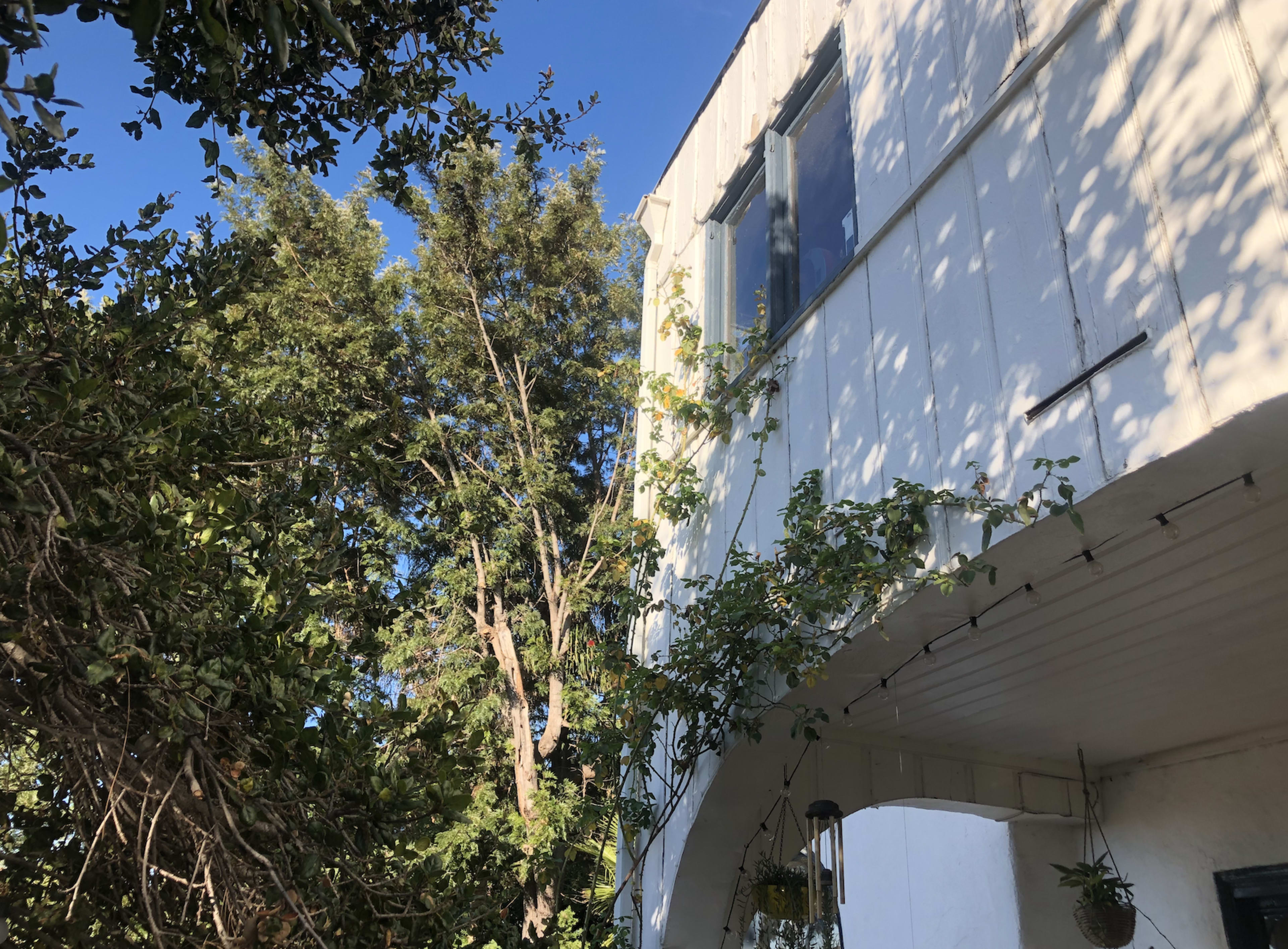 A white building is partially obscured by trees and vines against a clear blue sky.