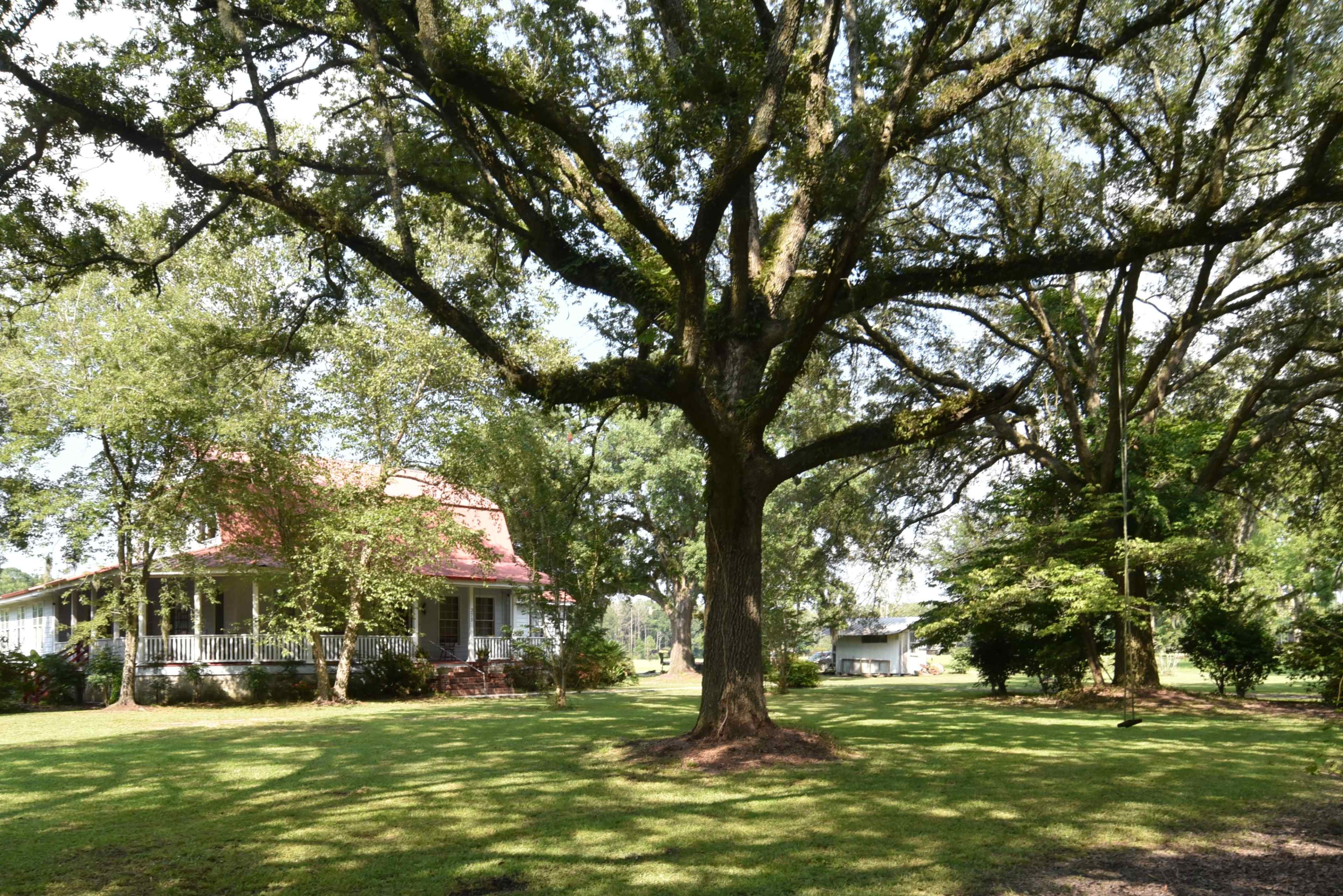 A large, shady tree stands in the foreground of a grassy yard, with a house featuring a red roof and a porch visible to the left.