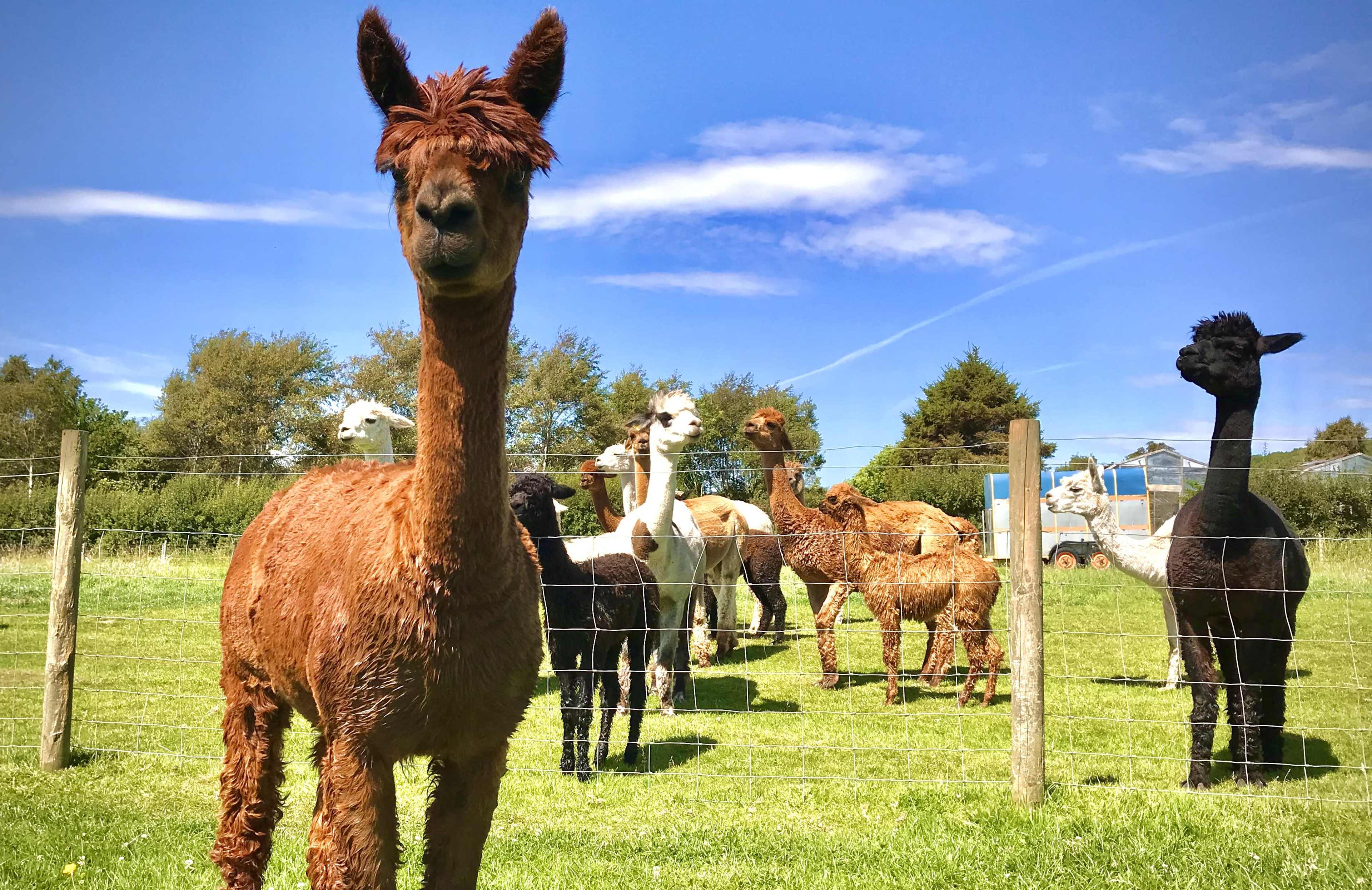 Roundhouse on alpaca farm Image in Tickenham, Tickenham, ENG