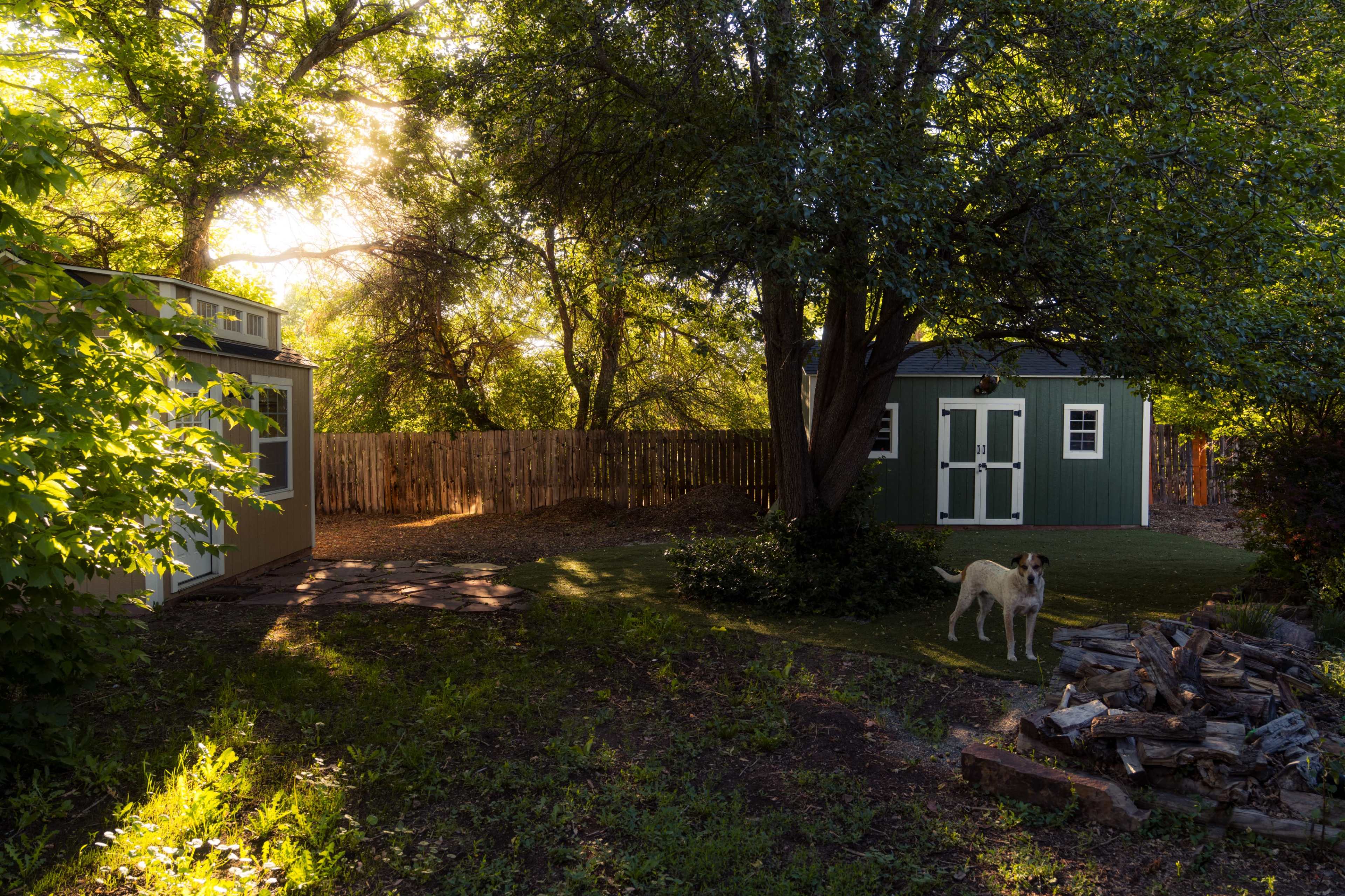 The image shows a backyard with two sheds, one brown and one green, surrounded by trees and a wooden fence, with a dog standing near a pile of firewood.