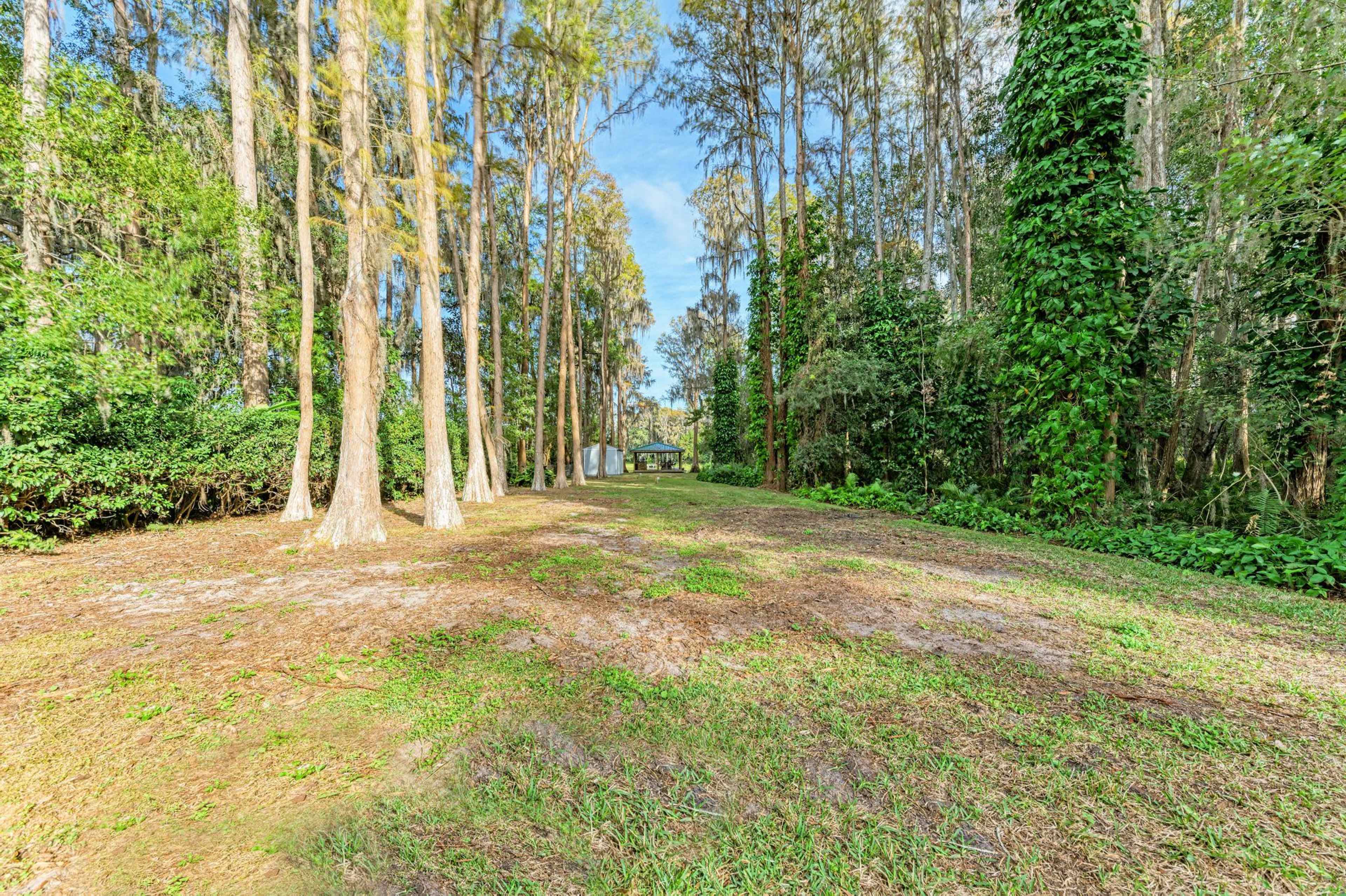 A cleared area is surrounded by tall trees and dense foliage in a wooded setting.