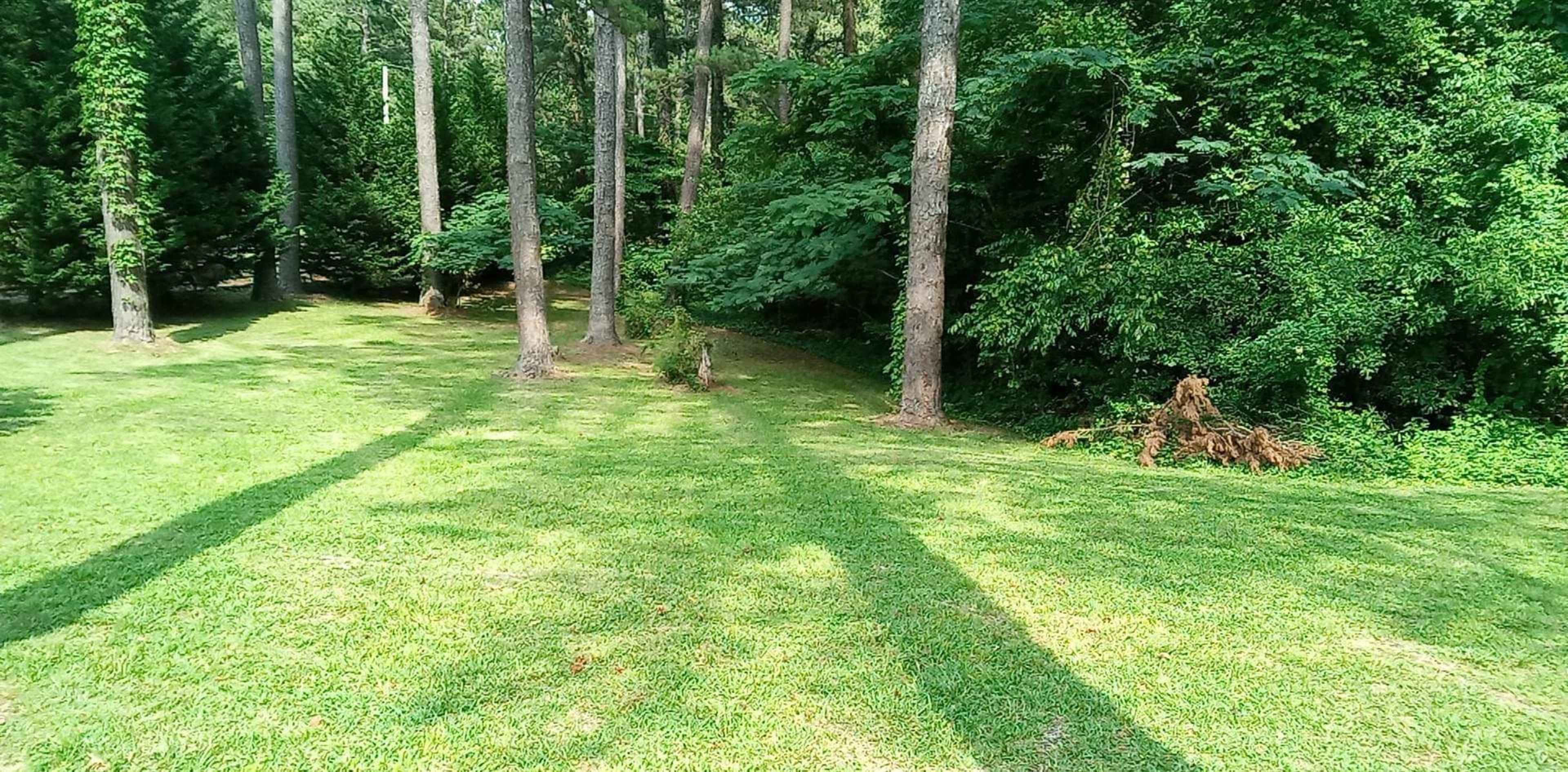 A grassy area bordered by tall trees casting long shadows on the ground.