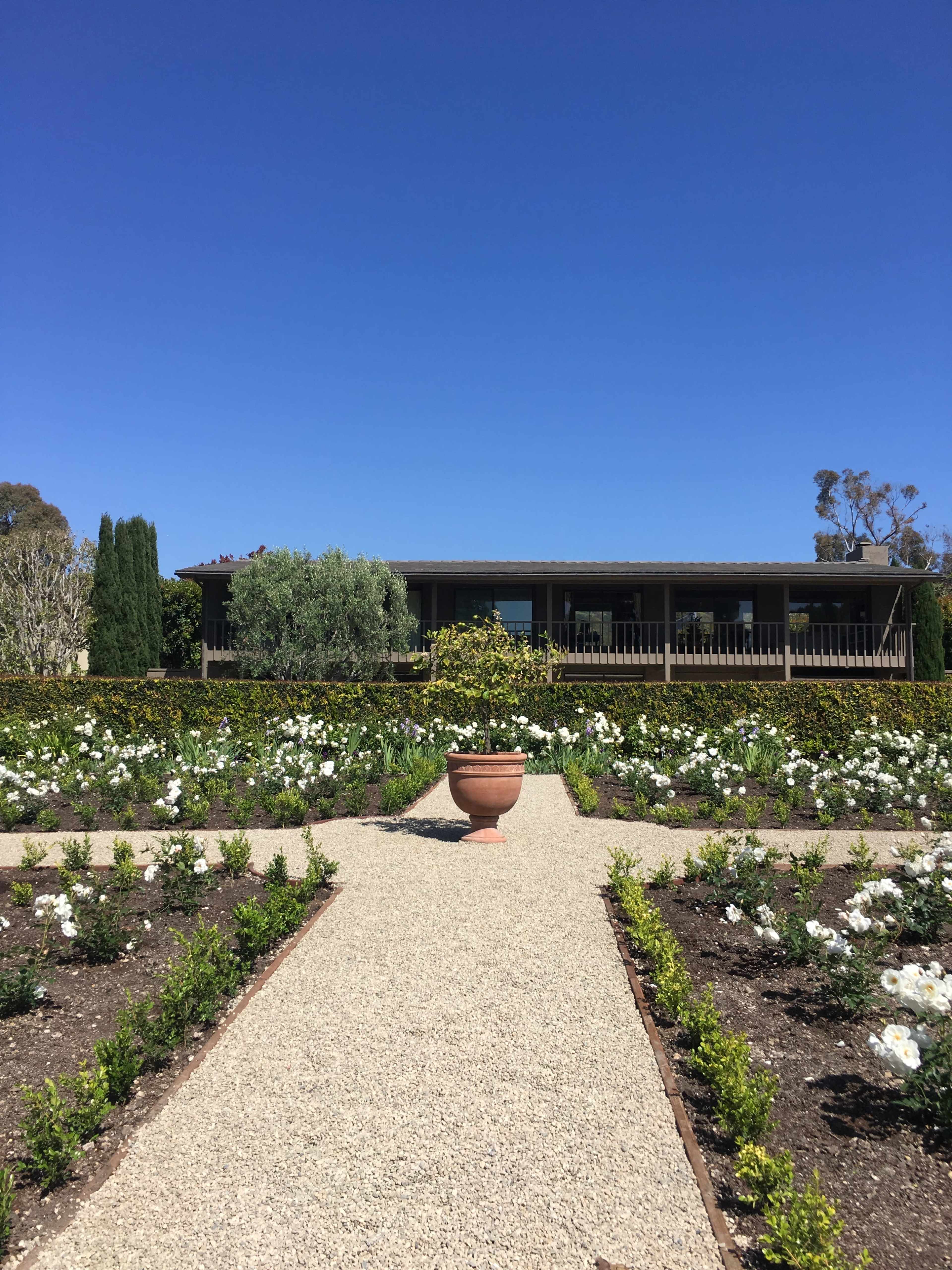 A landscaped garden with a central pot and white roses leads up to a modern building under a clear blue sky.