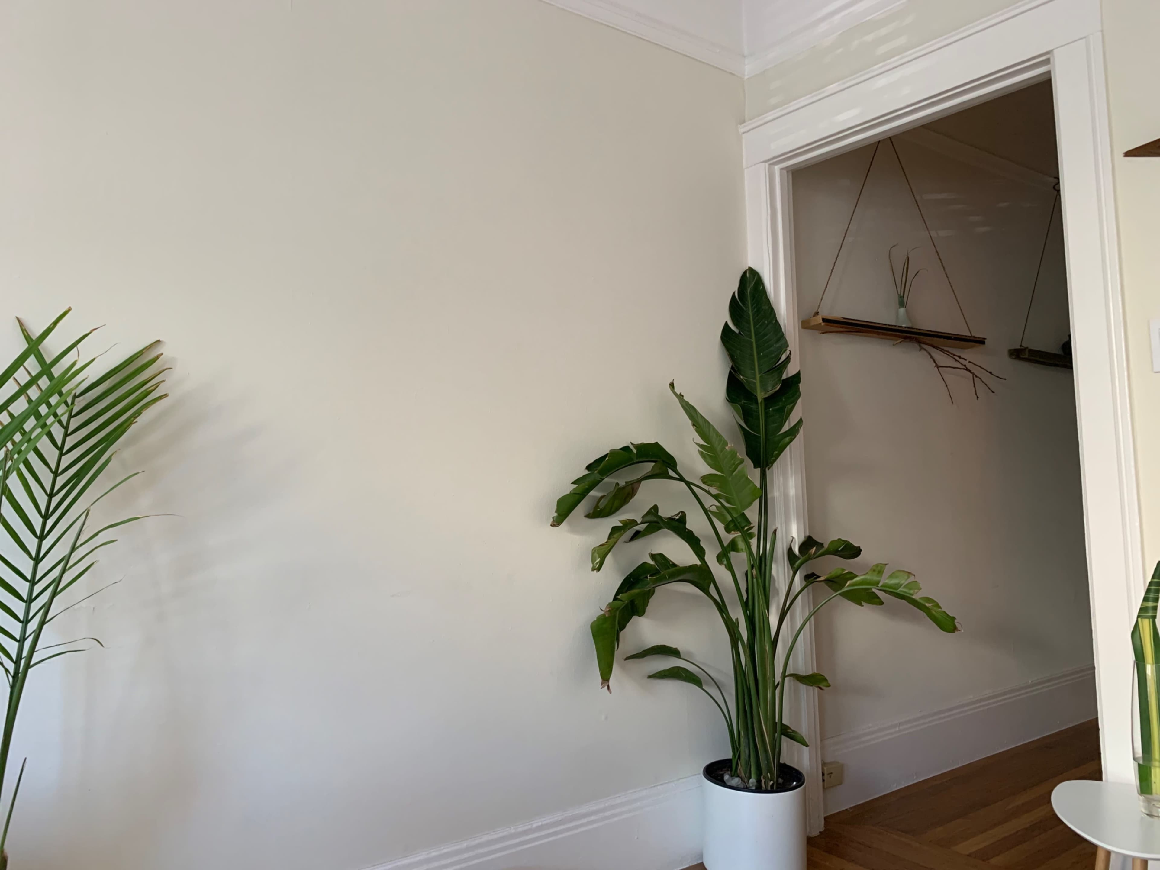 A tall green plant is in a white pot near a doorway leading to another room with minimal decor.
