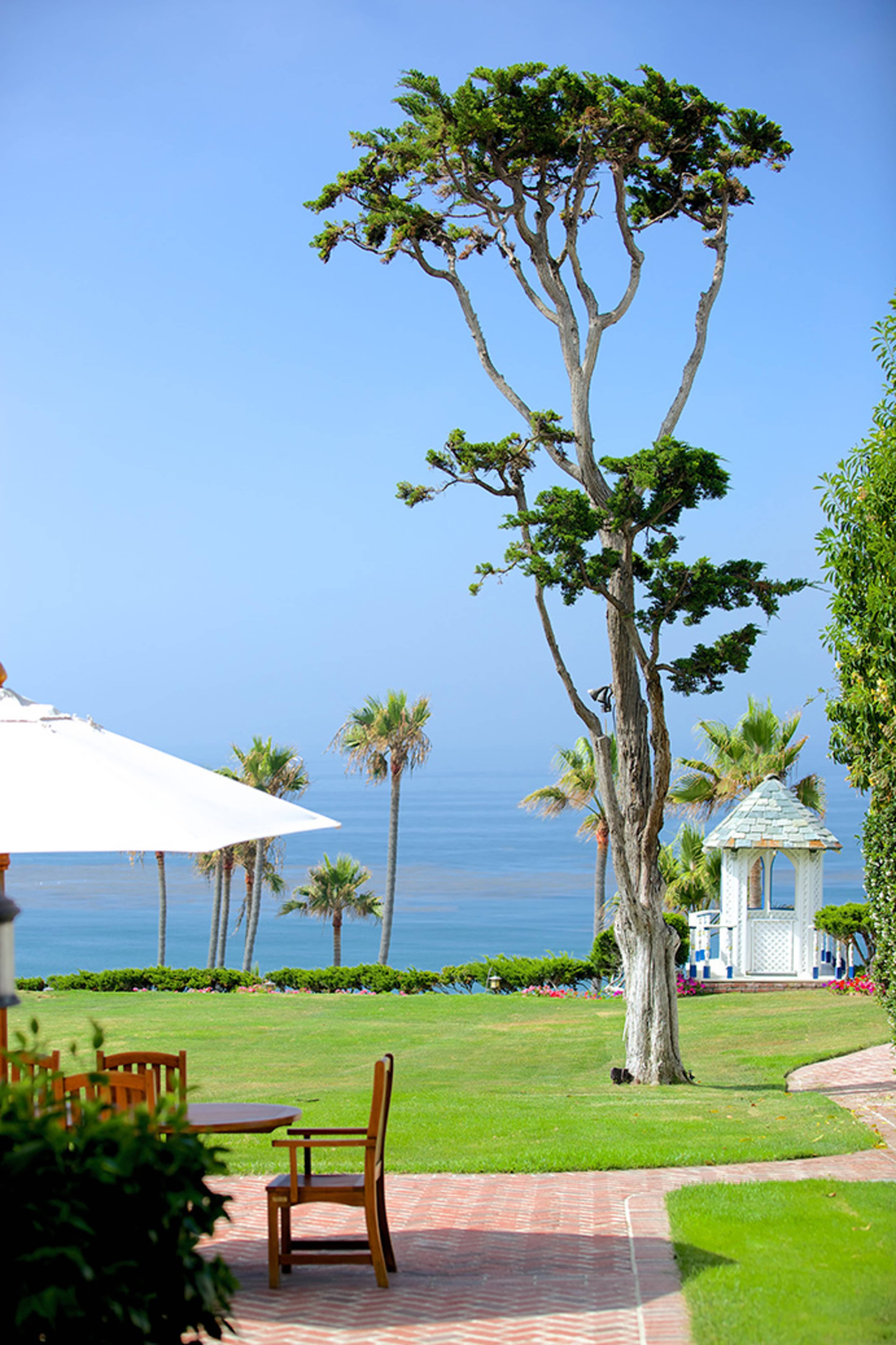 A tall tree stands beside a green lawn overlooking the ocean, with palm trees and a gazebo in the background.