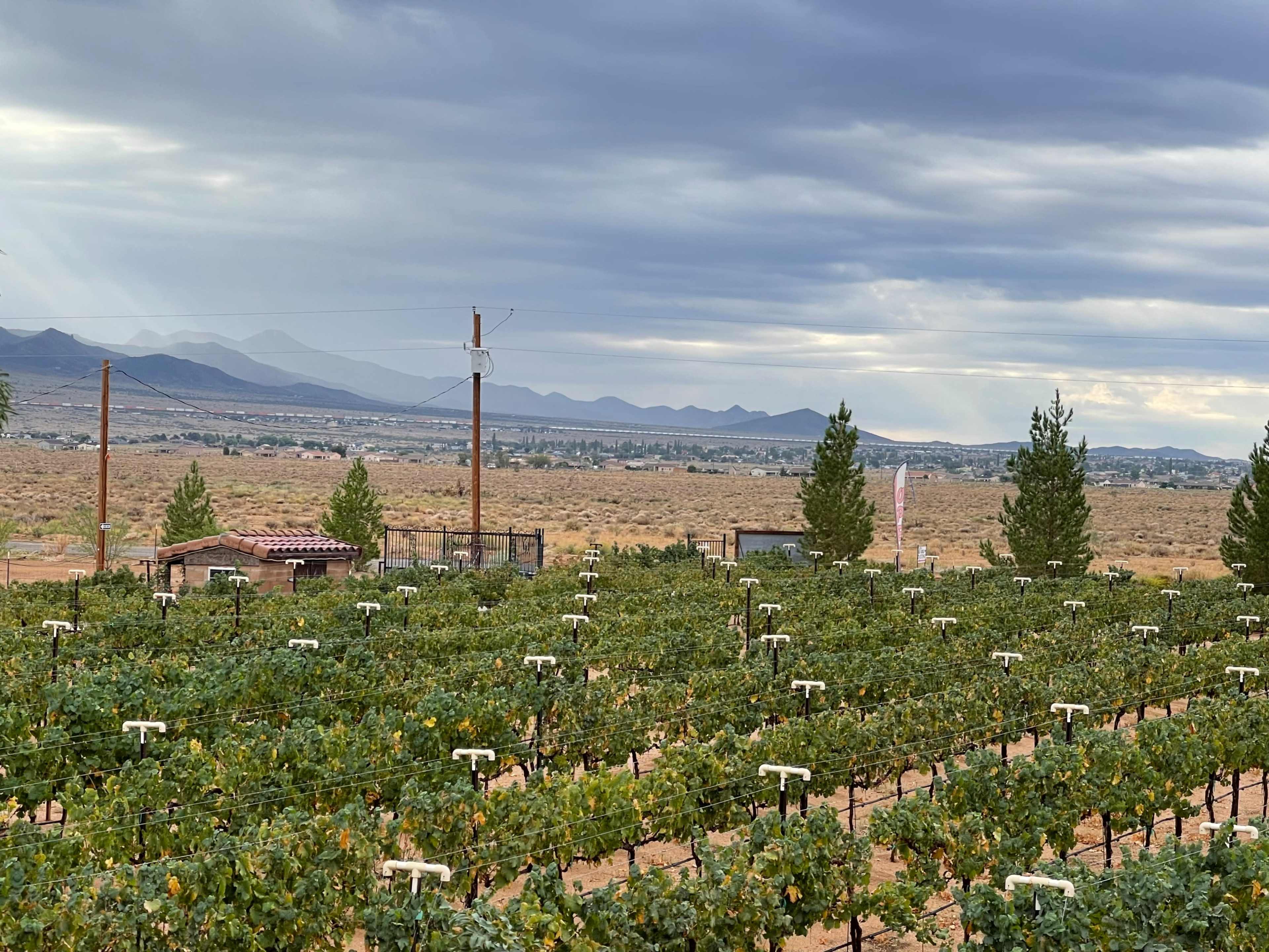 A vineyard stretches across the landscape with mountains visible in the distance under a cloudy sky.